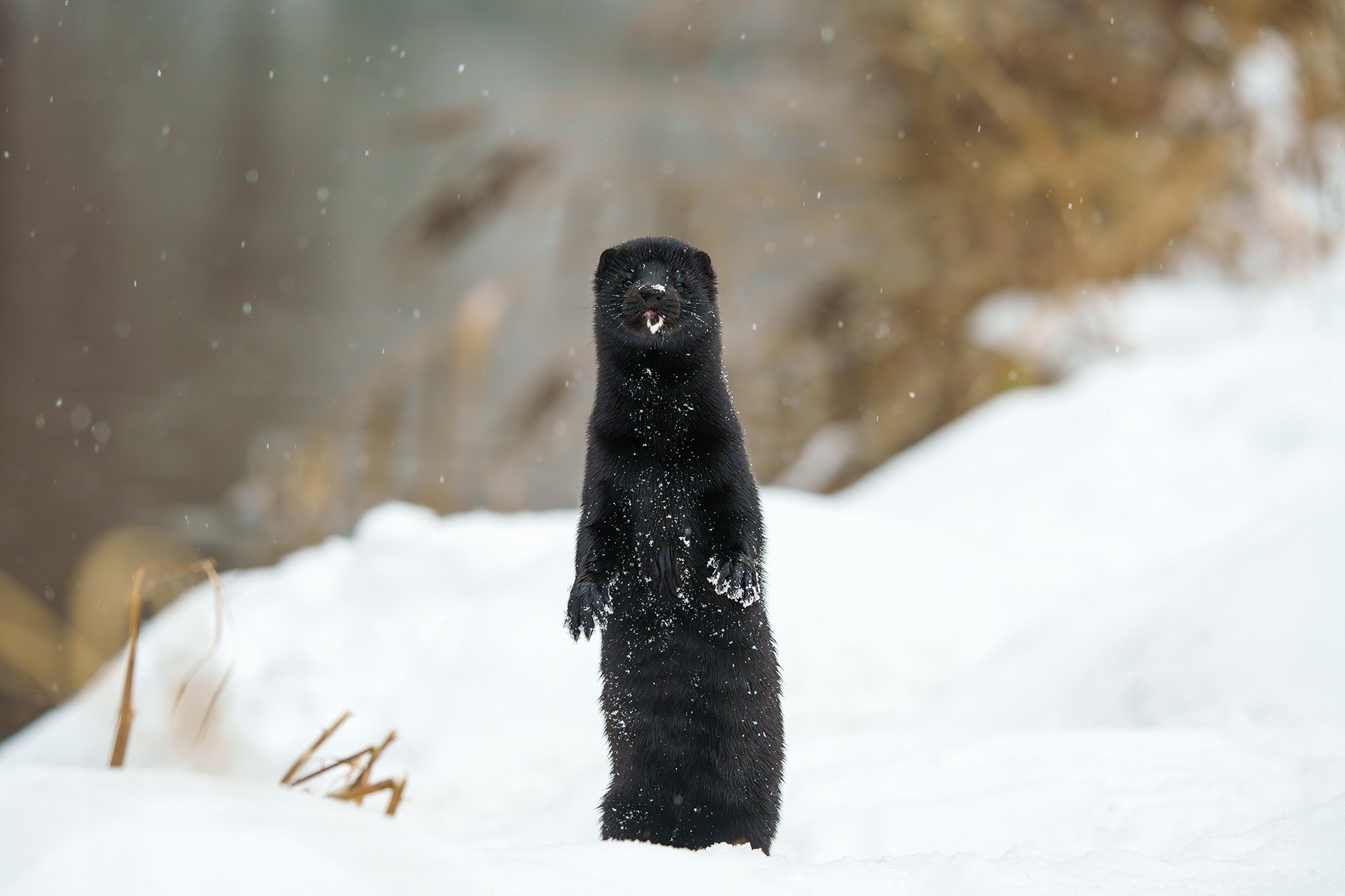 Животные. Ваш личный фотограф Марина Волкова