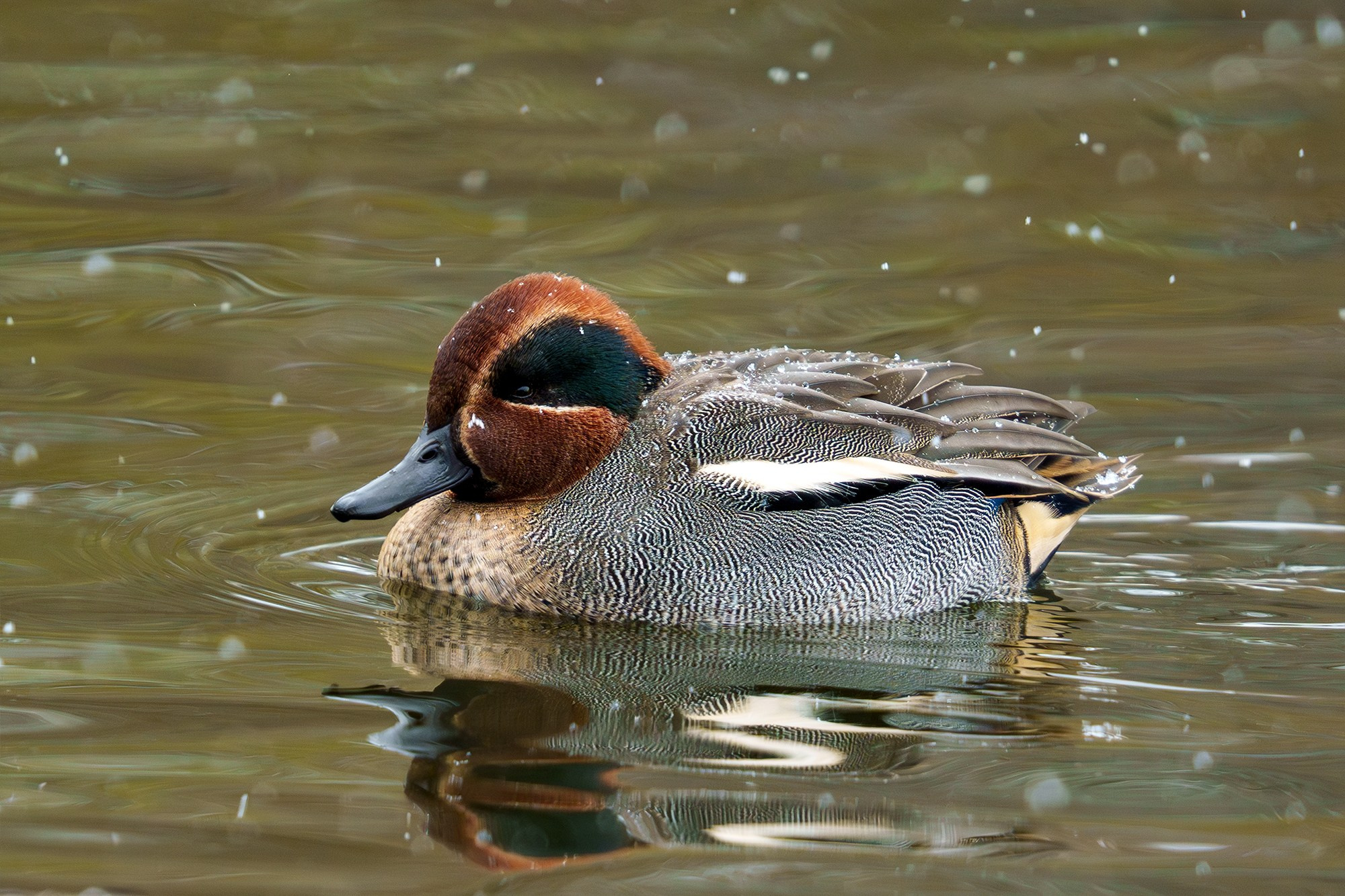Удивительные мир птиц. Вокруг нас столько прекрасного — присмотритесь!. Ваш личный фотограф Марина Волкова