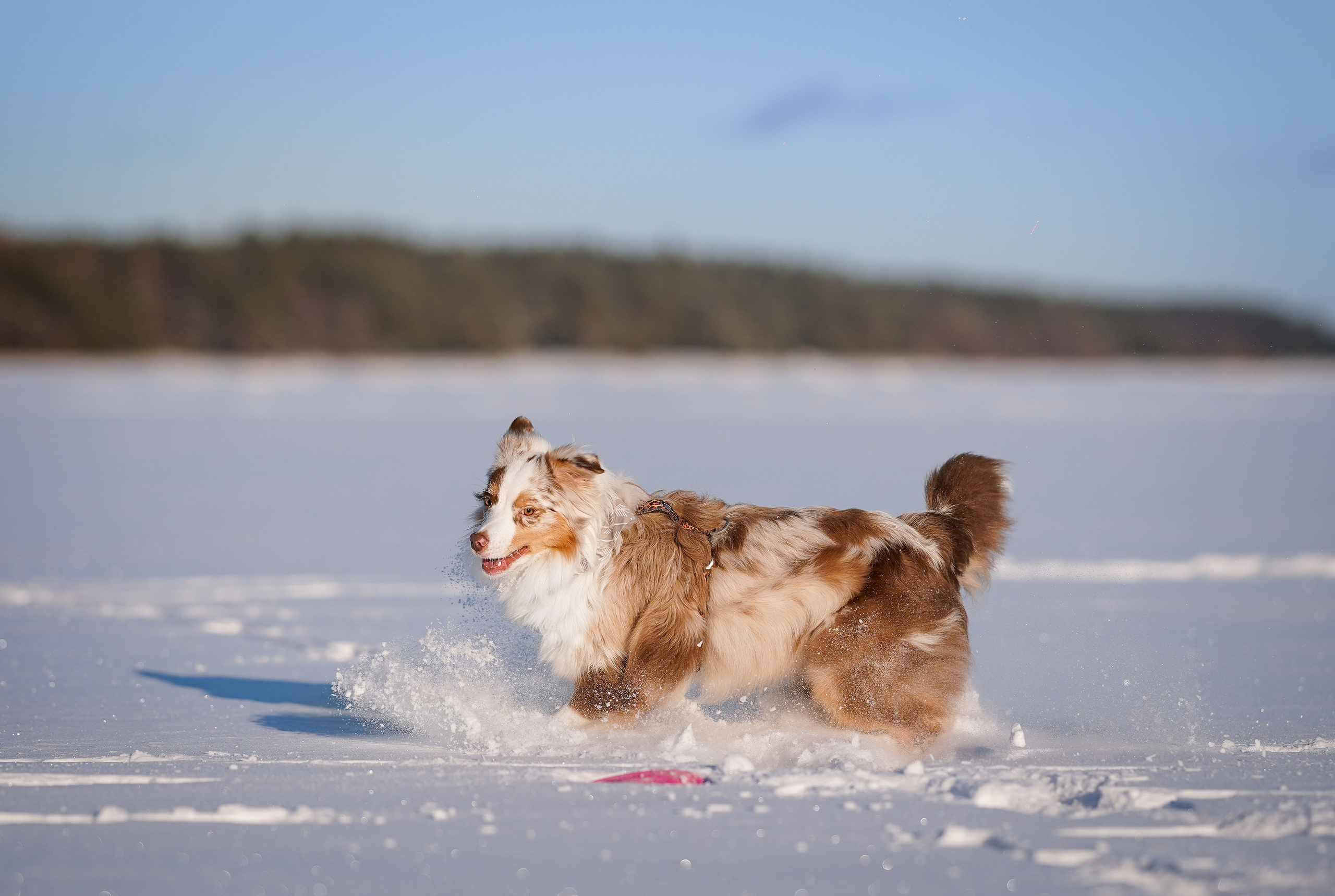 Панда март. Фотограф-анималист в Санкт-Петербурге Яна Мартынова