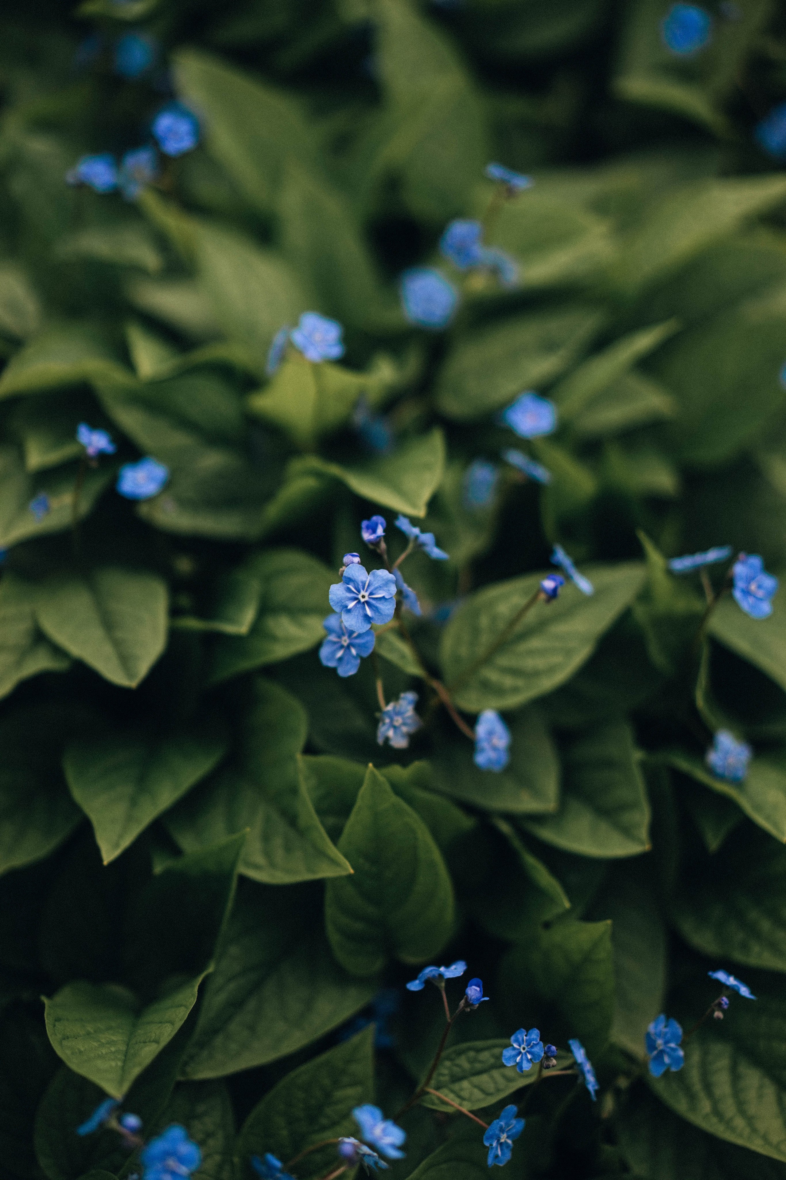 Nature. Ксения Копна. Фотограф из Санкт-Петербурга