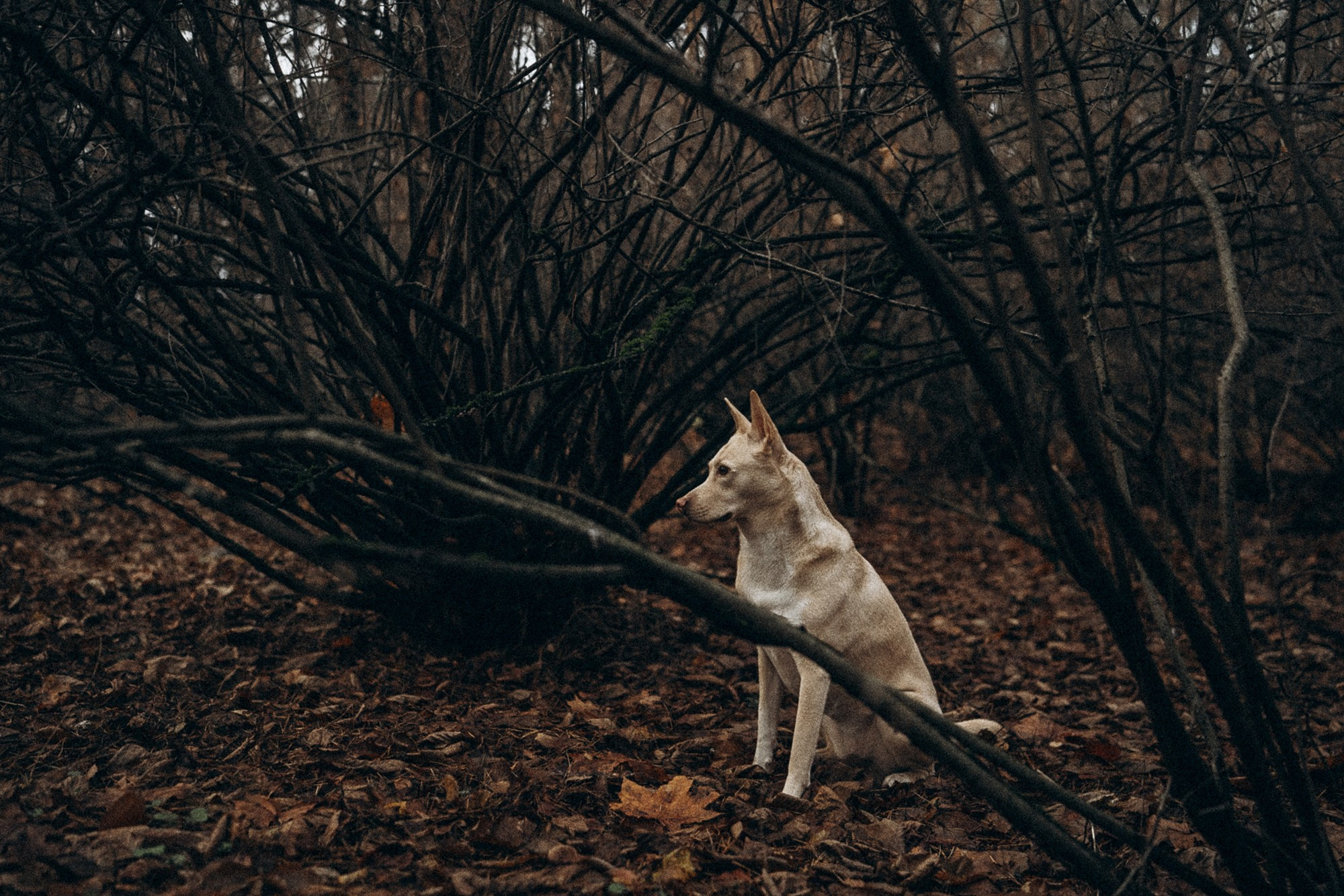 Туся. Фотограф анималист в Москве и Санкт-Петербурге Свиридова Анна