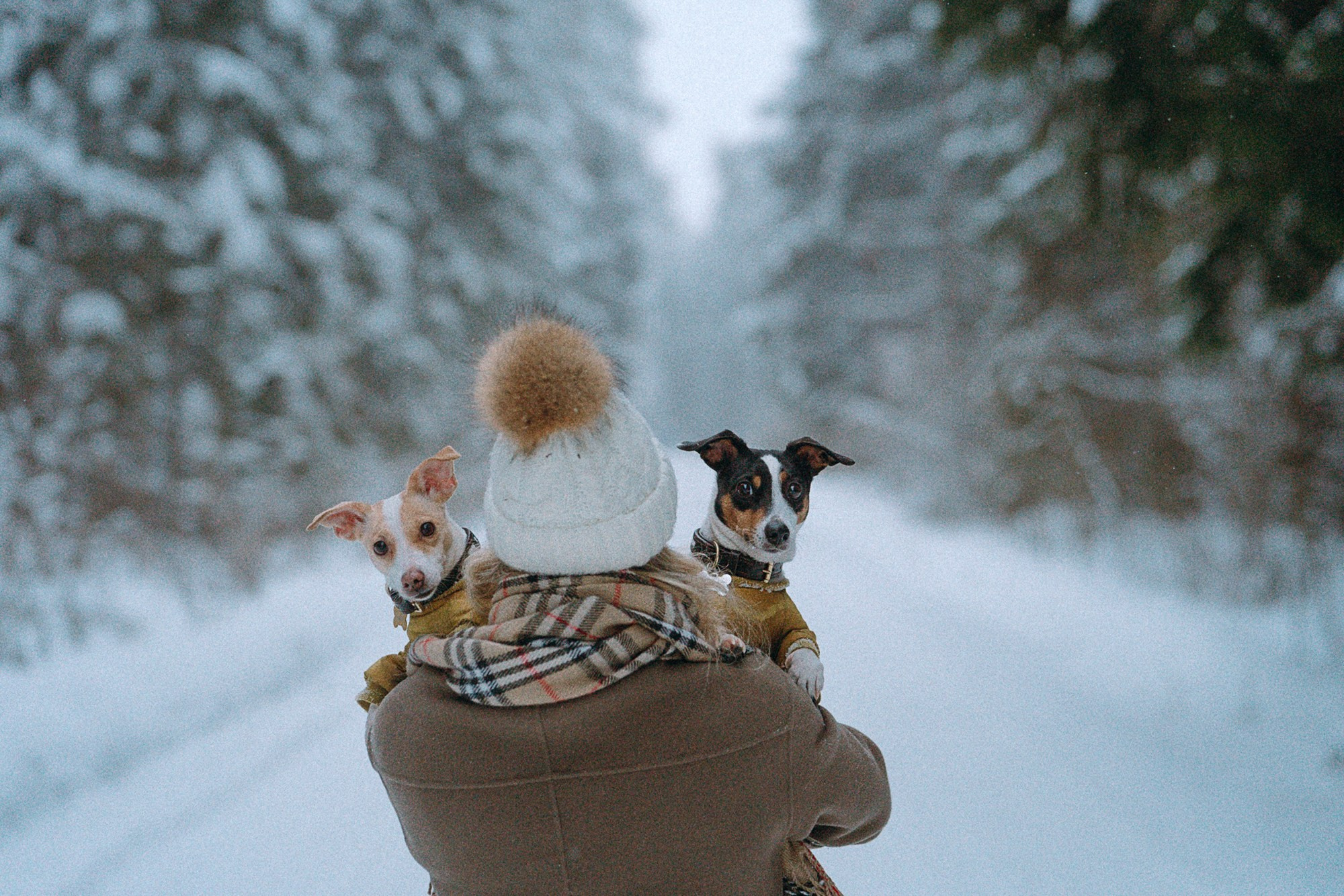 Алина, Ваниль и Элис. Фотограф анималист в Москве и Санкт-Петербурге Свиридова Анна