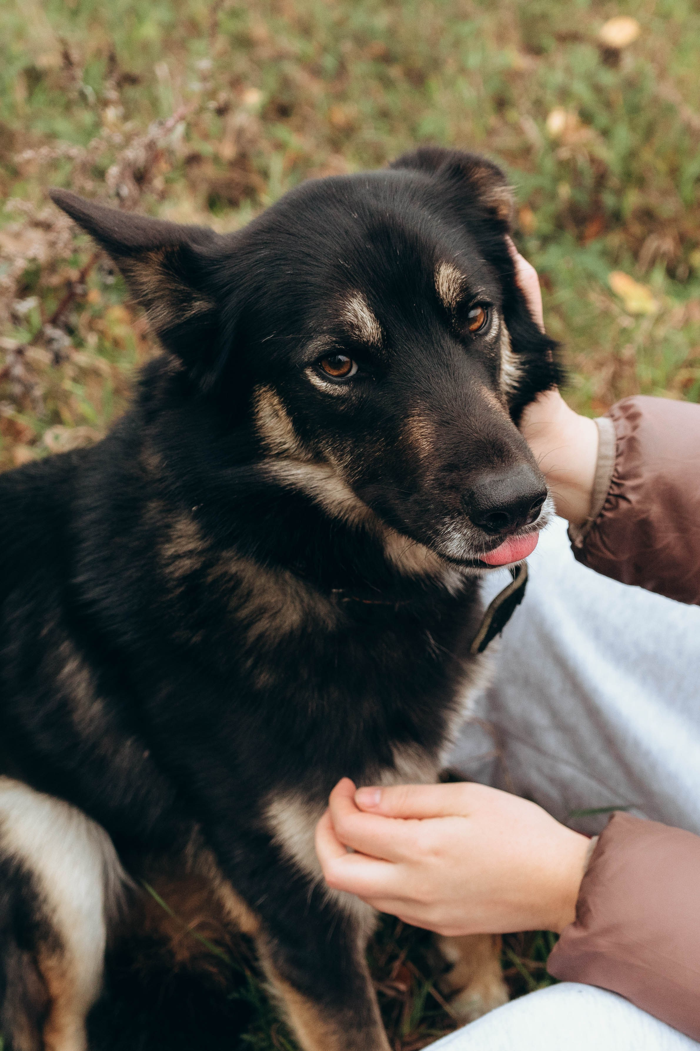 Даша, Леша и Гарри