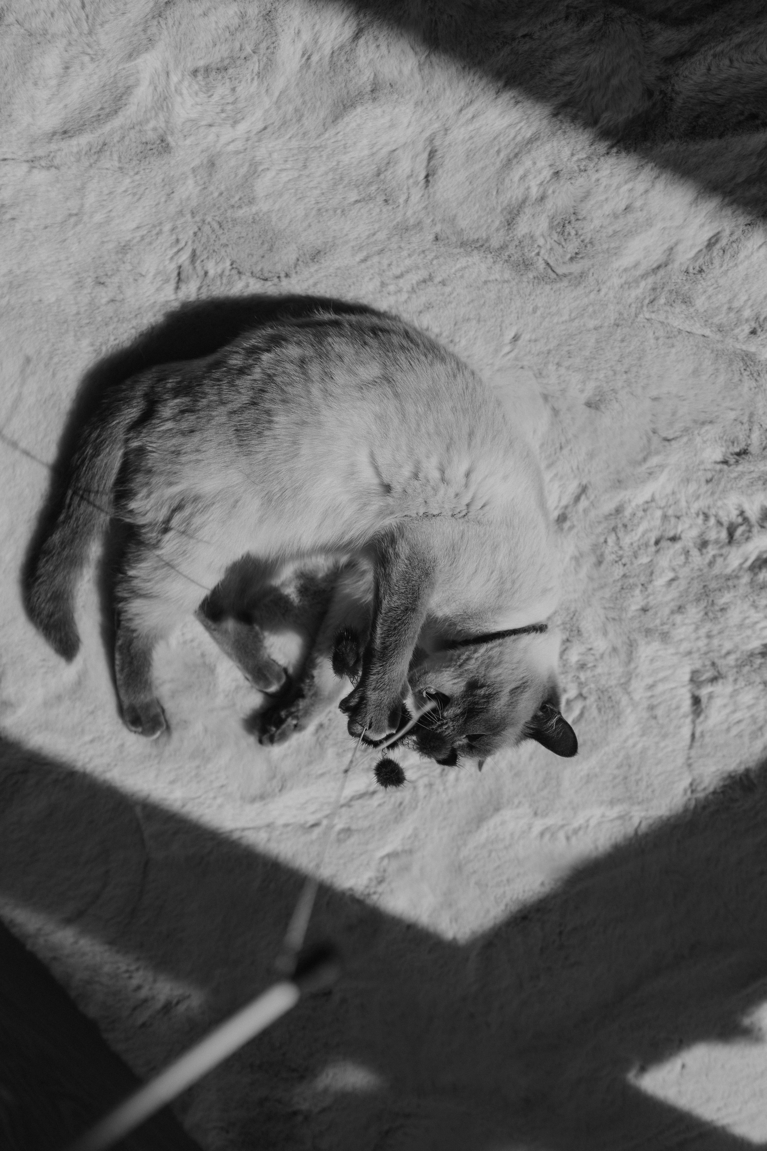 Бэлла, Деми и Луна. Фотораф — анималист Мария Шистка