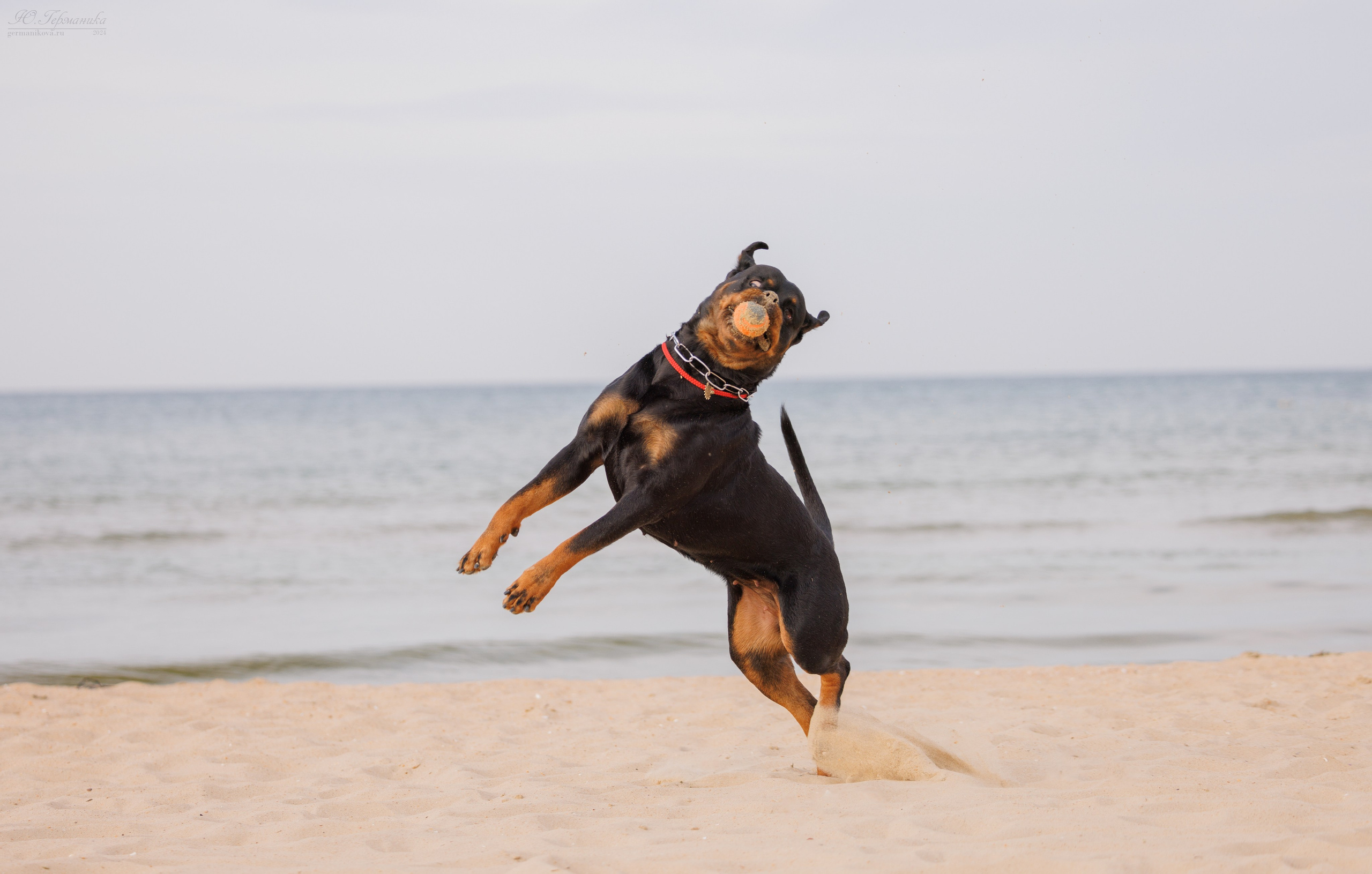 Свободная съемка. Фотограф-анималист Юлия Германика