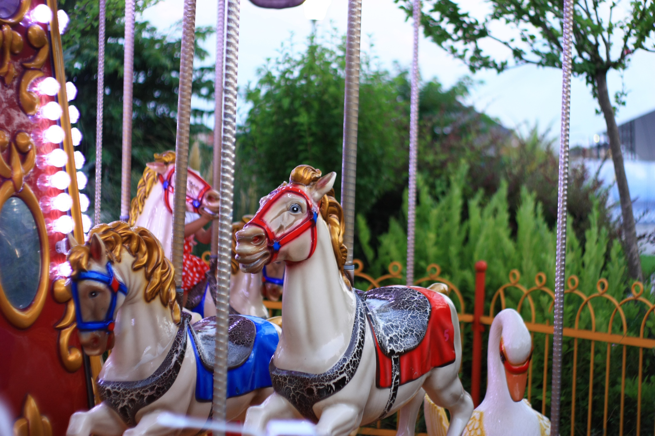 Первые кадры. Сочи — парк. Фотограф Роман Адлер