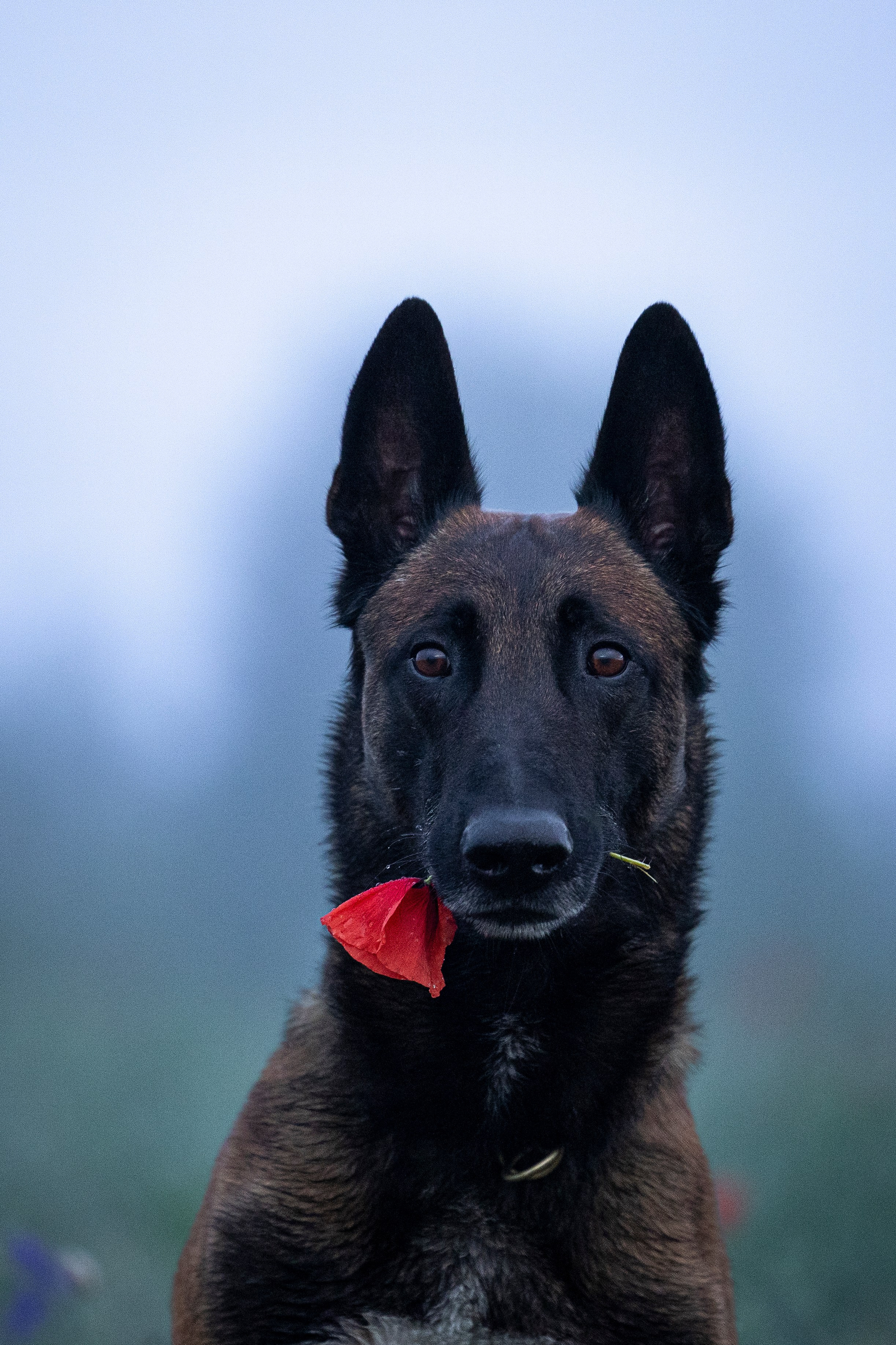 Маковое поле. Фотограф-анималист Анна Маринич