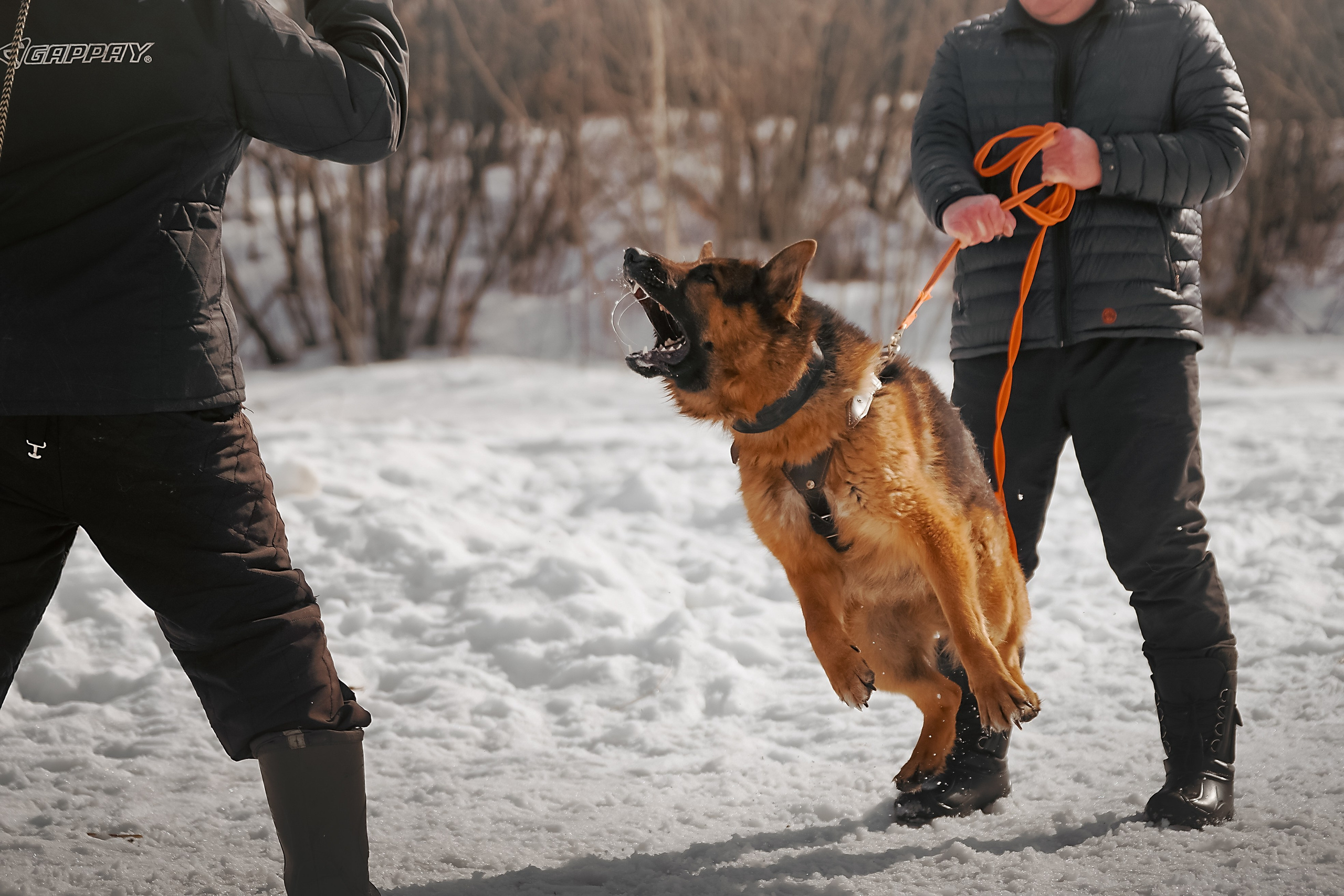 Репортажная съемка. Фотограф-анималист Нижний Новгород