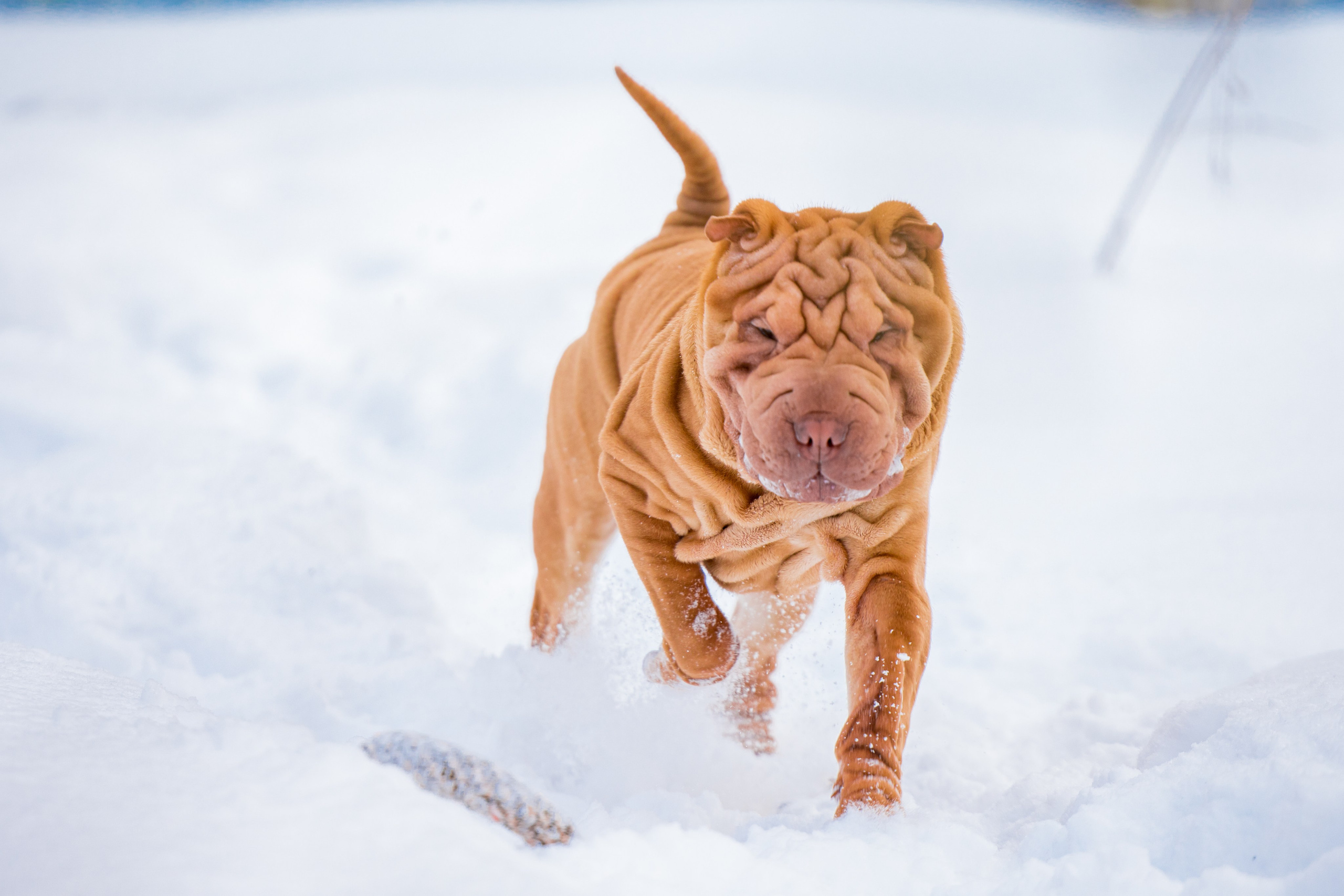 В гостях у шарпеев 16.01.2024. Фотограф-анималист Юлия Германика