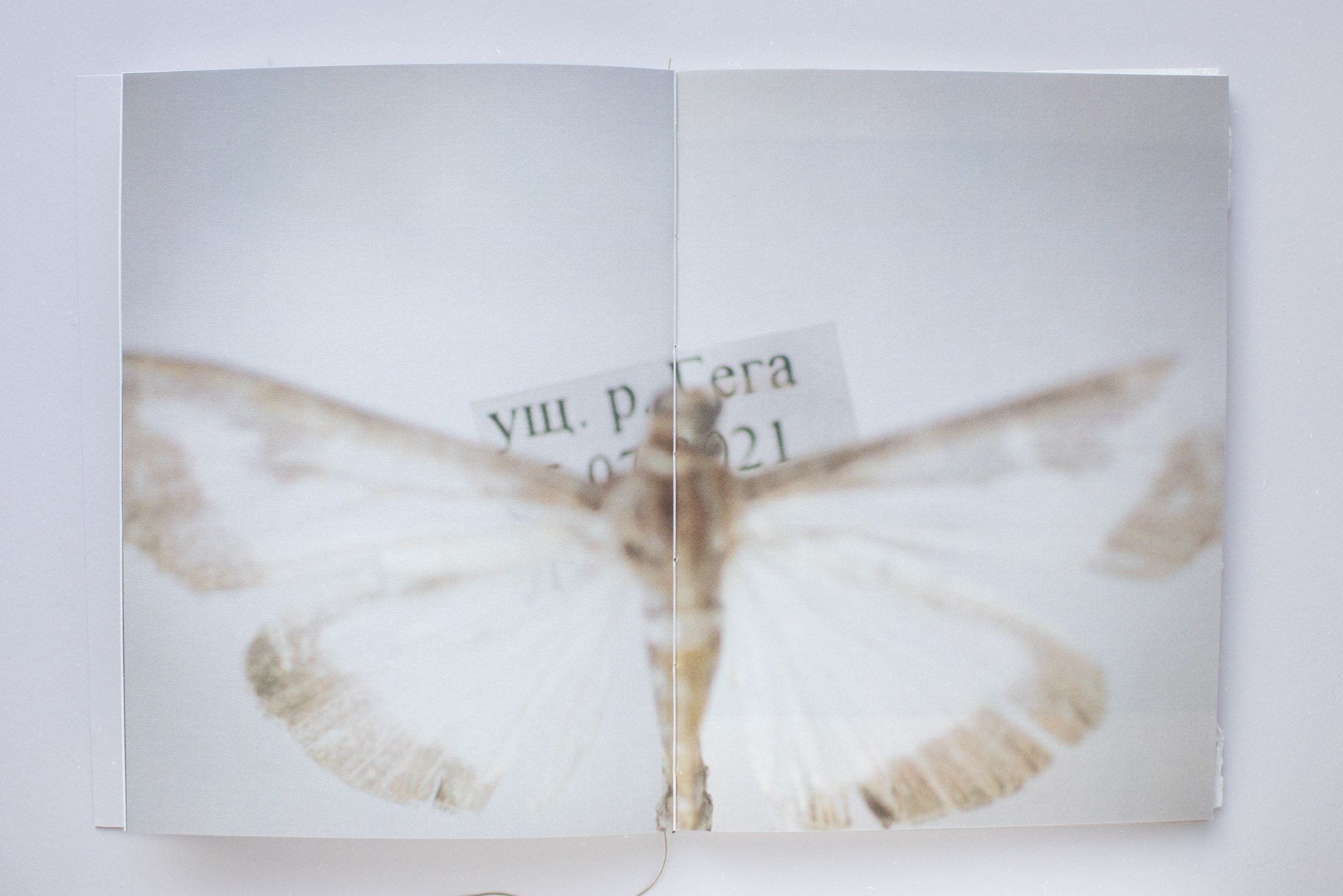 Зин «Про деревья, насекомых и людей». Natalya Madilyan