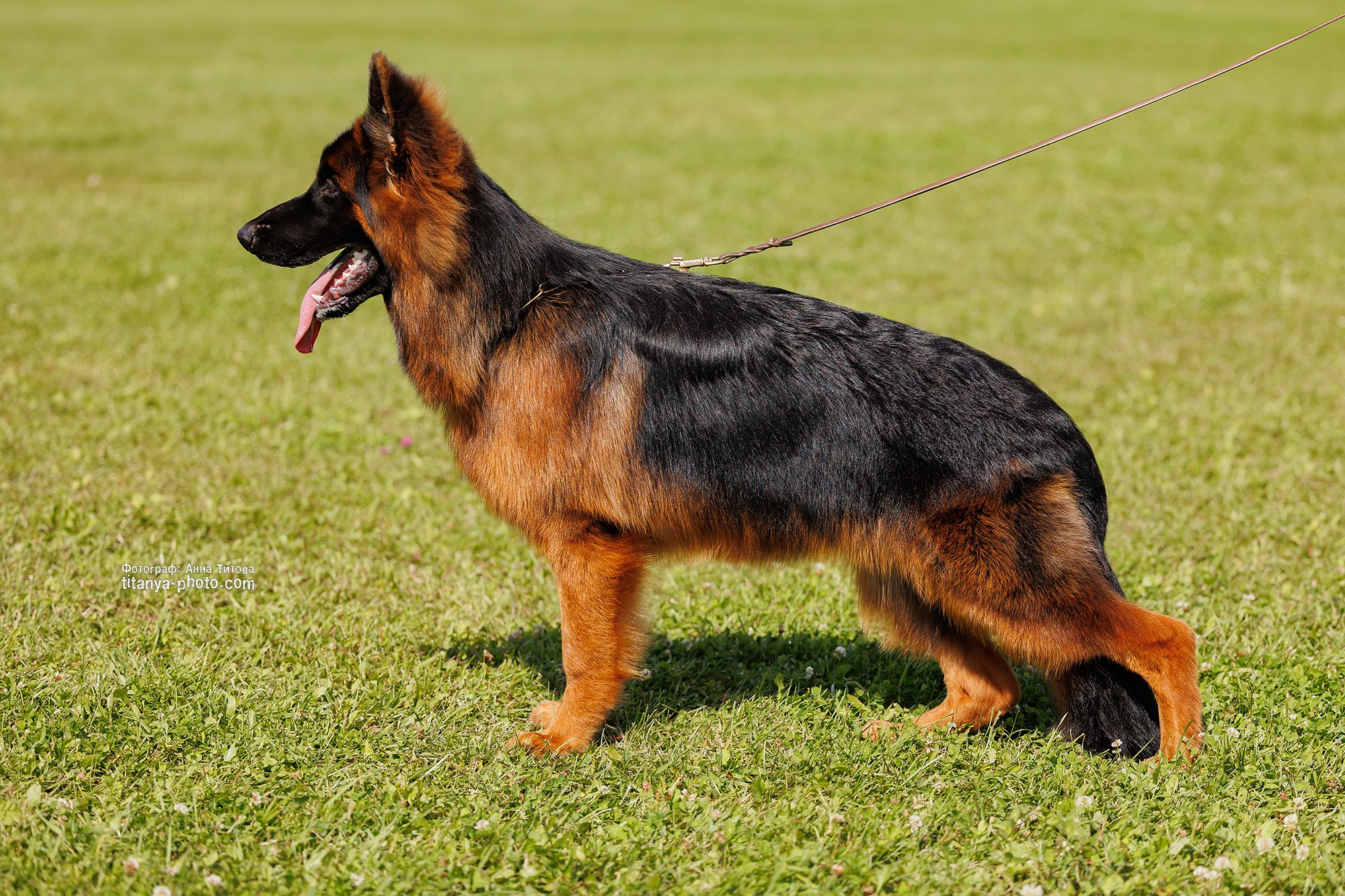 Немецкие овчарки: фото из рингов и вне ринга, мутпроба (фотографии с выставок). Фотограф собак, фотограф-анималист Аня Титова (Titanya). Москва
