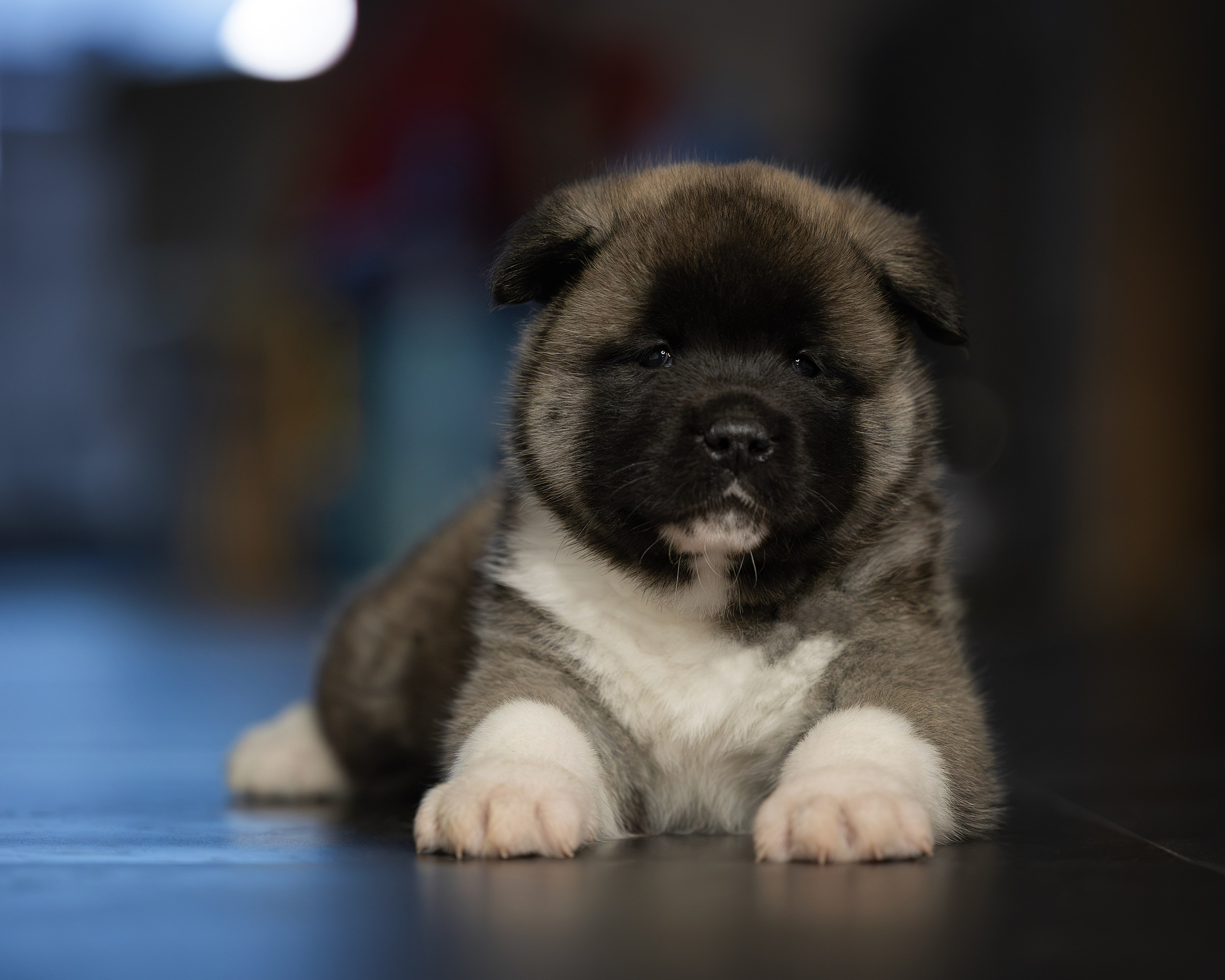 Щеночки Ам. Акиты. Главная