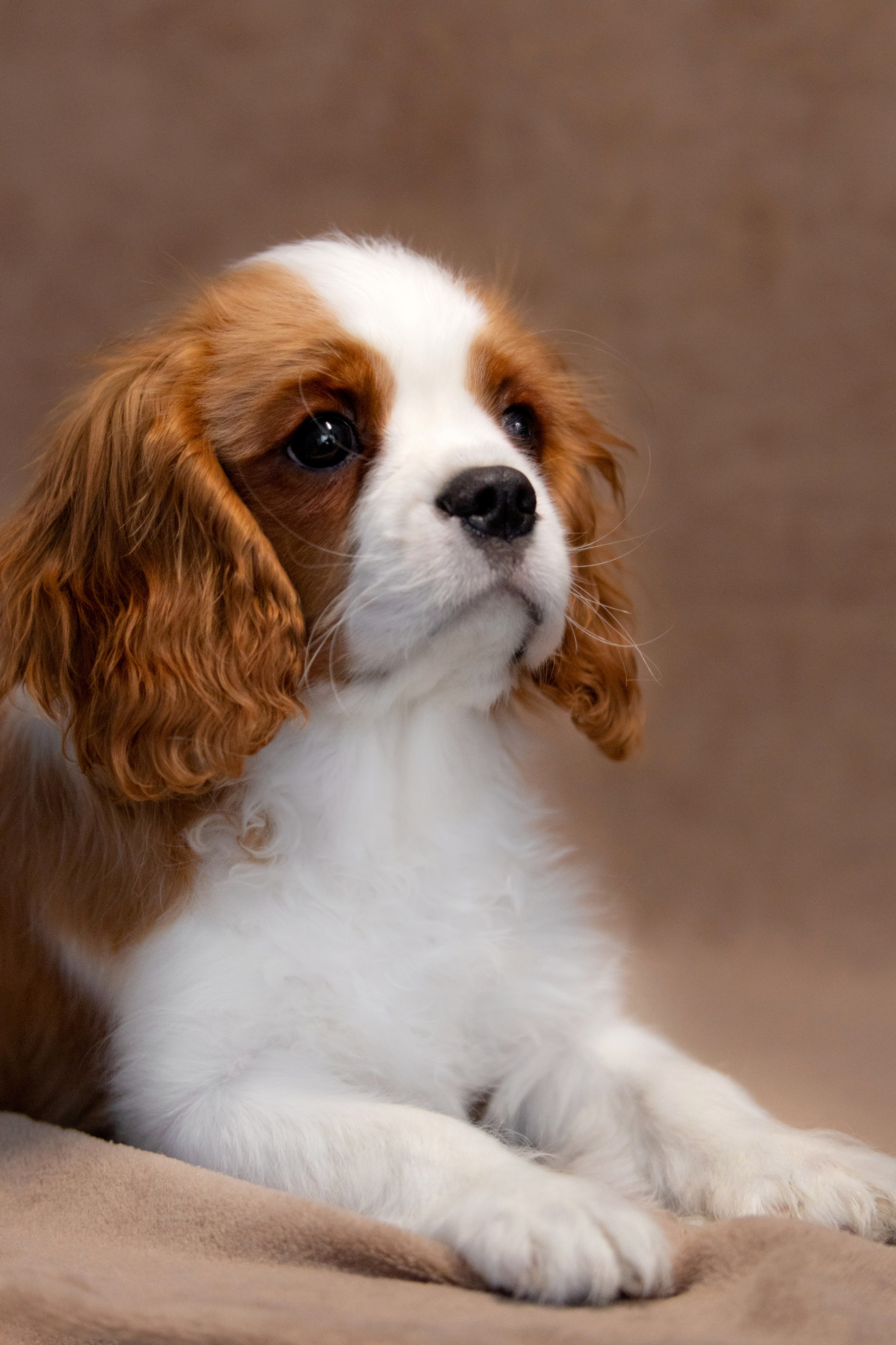 Щенки. Фотограф — анималист в Москве и области Ольга Петракова