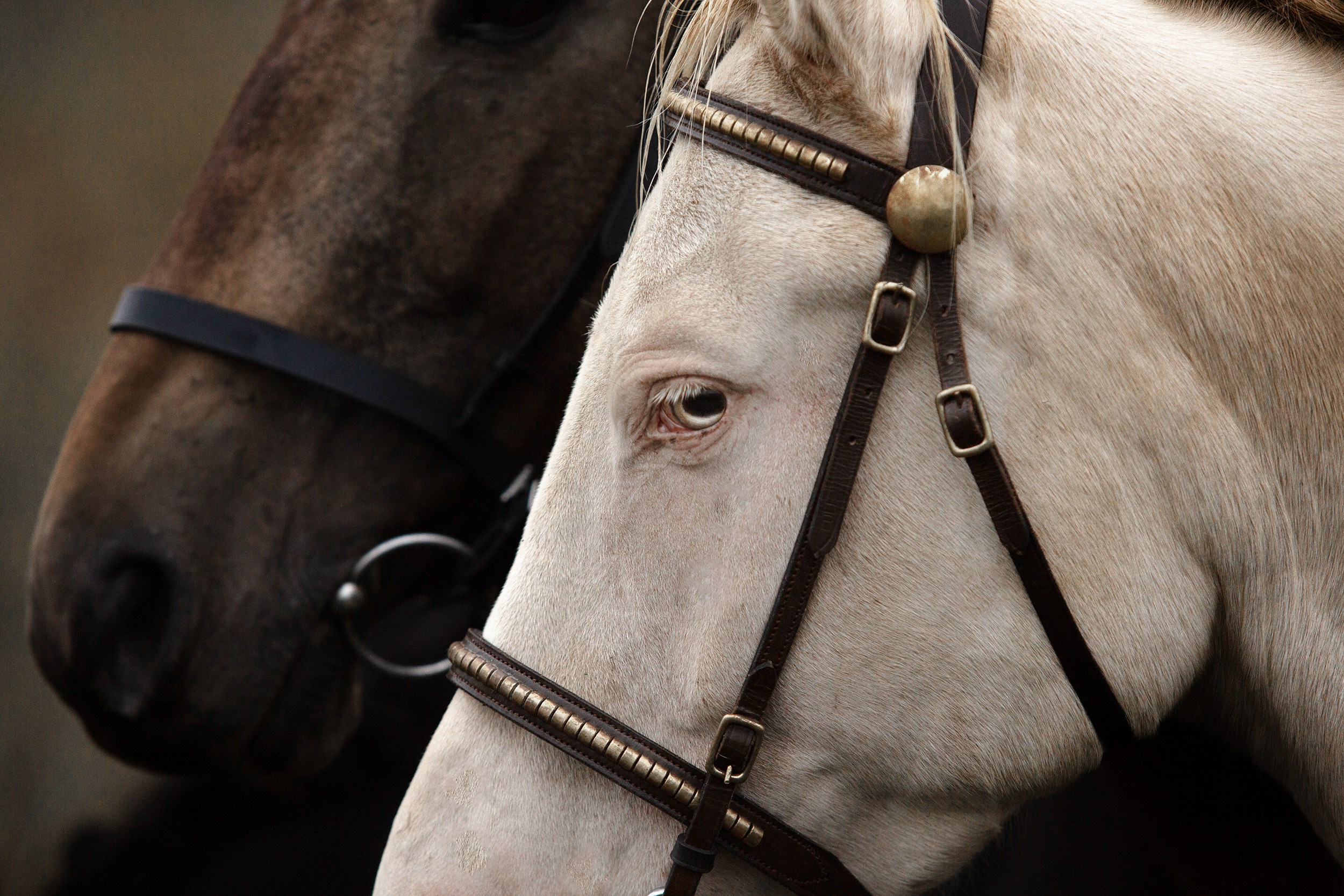 Лошади. Фотограф-анималист Юлия Удовенко