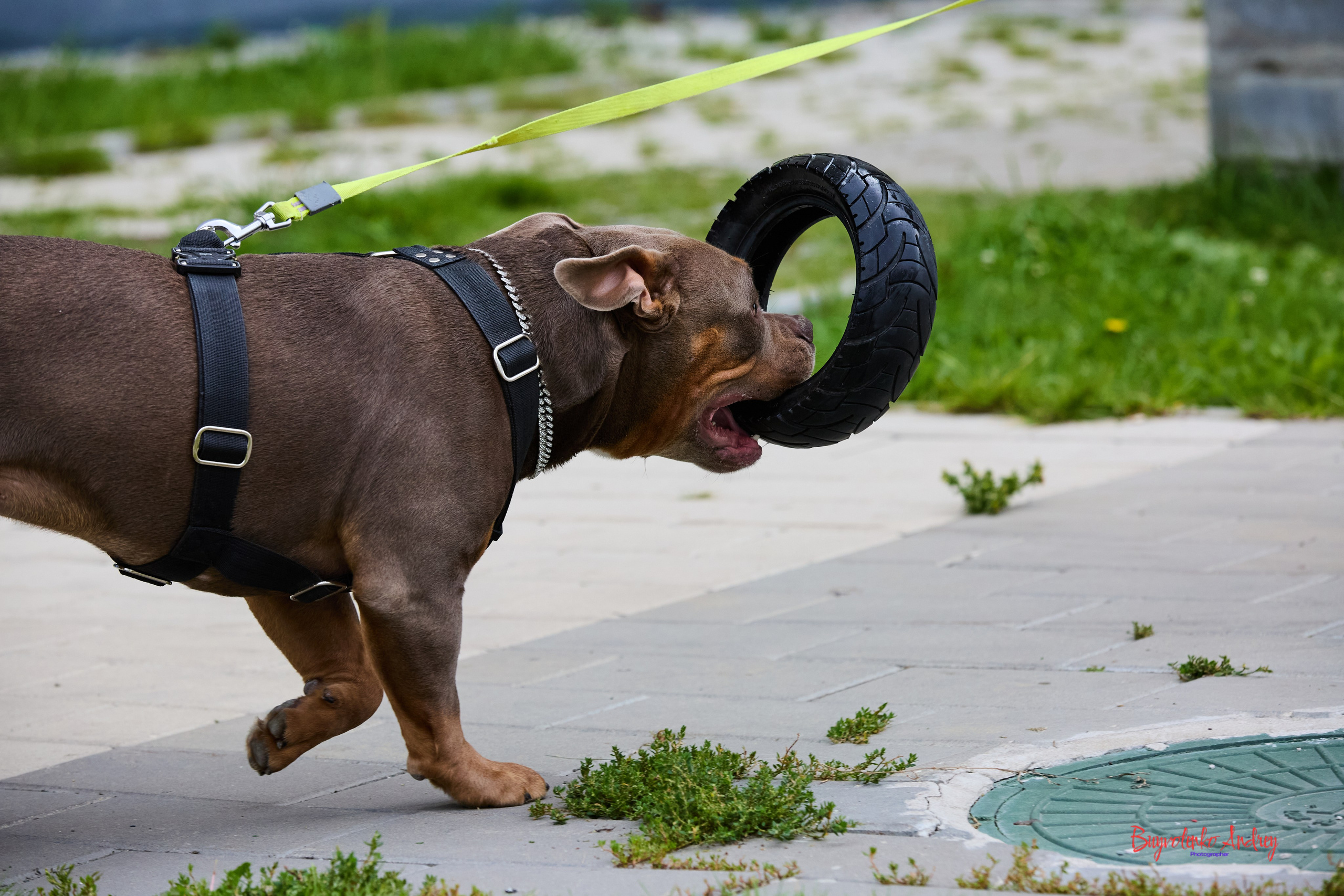 Проект фотопрогулка с хвостиком. Buyvolenko Andrey