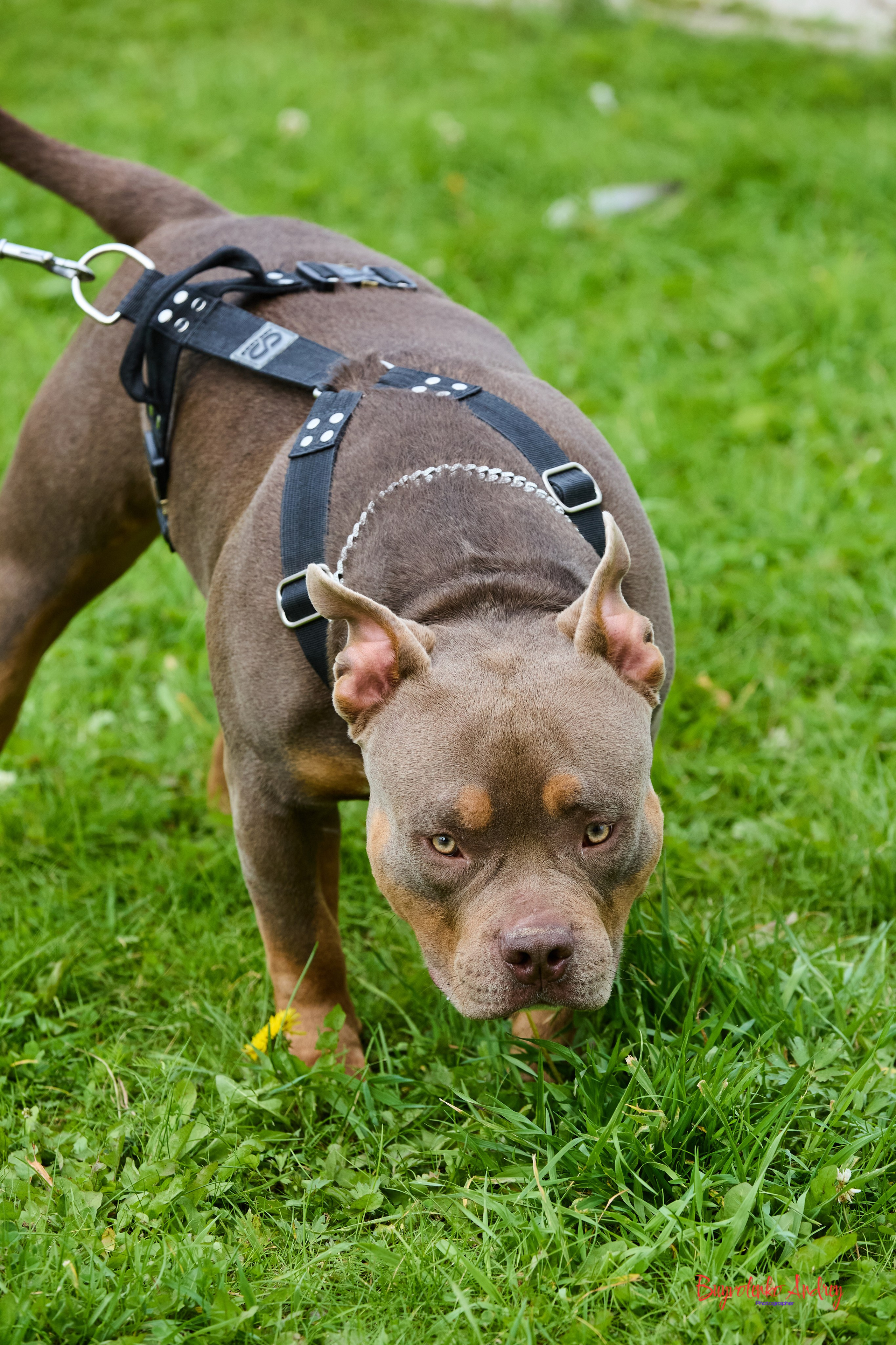 Проект фотопрогулка с хвостиком. Buyvolenko Andrey