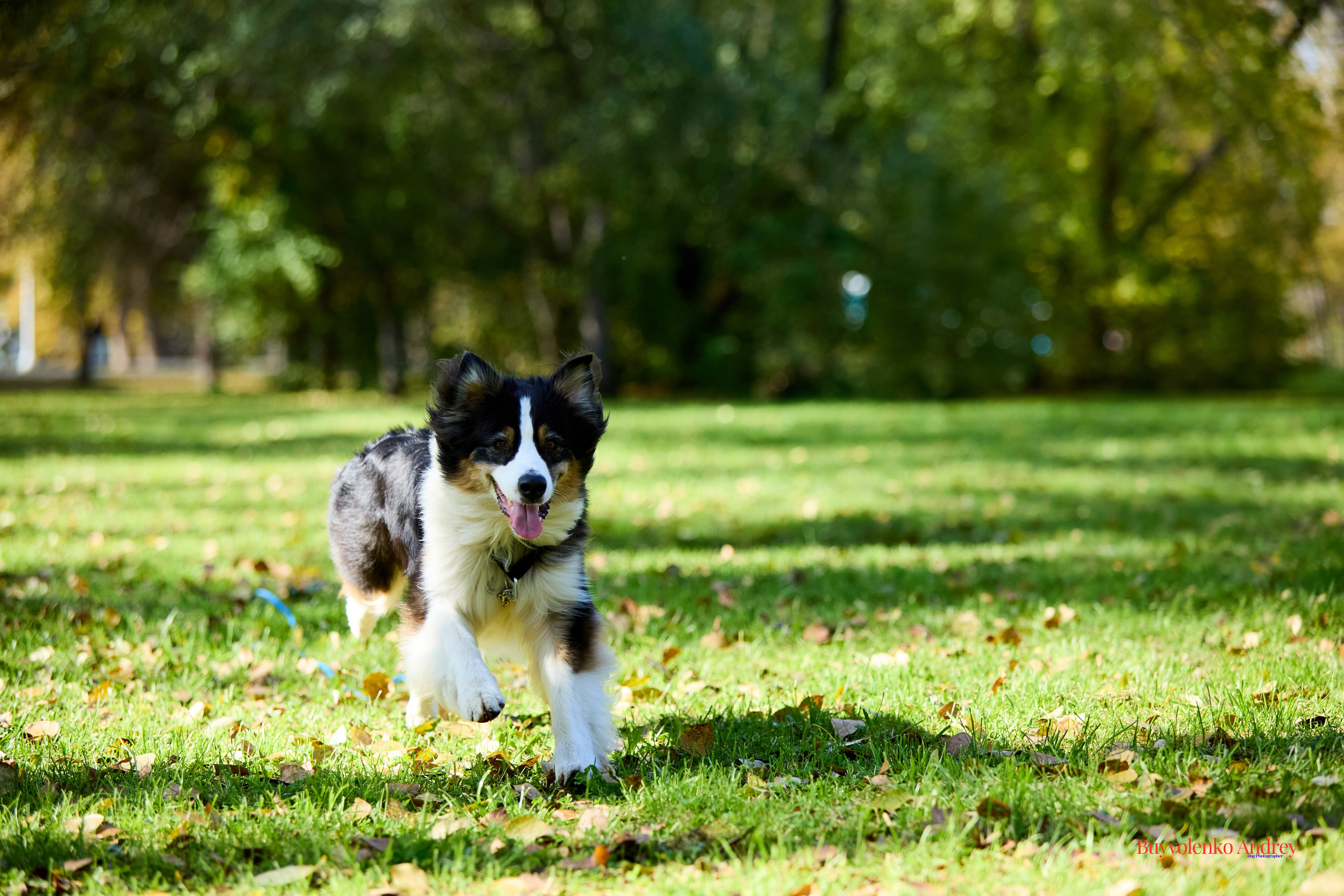 Басенджи и Аусси 21.09.2025. Buyvolenko Andrey