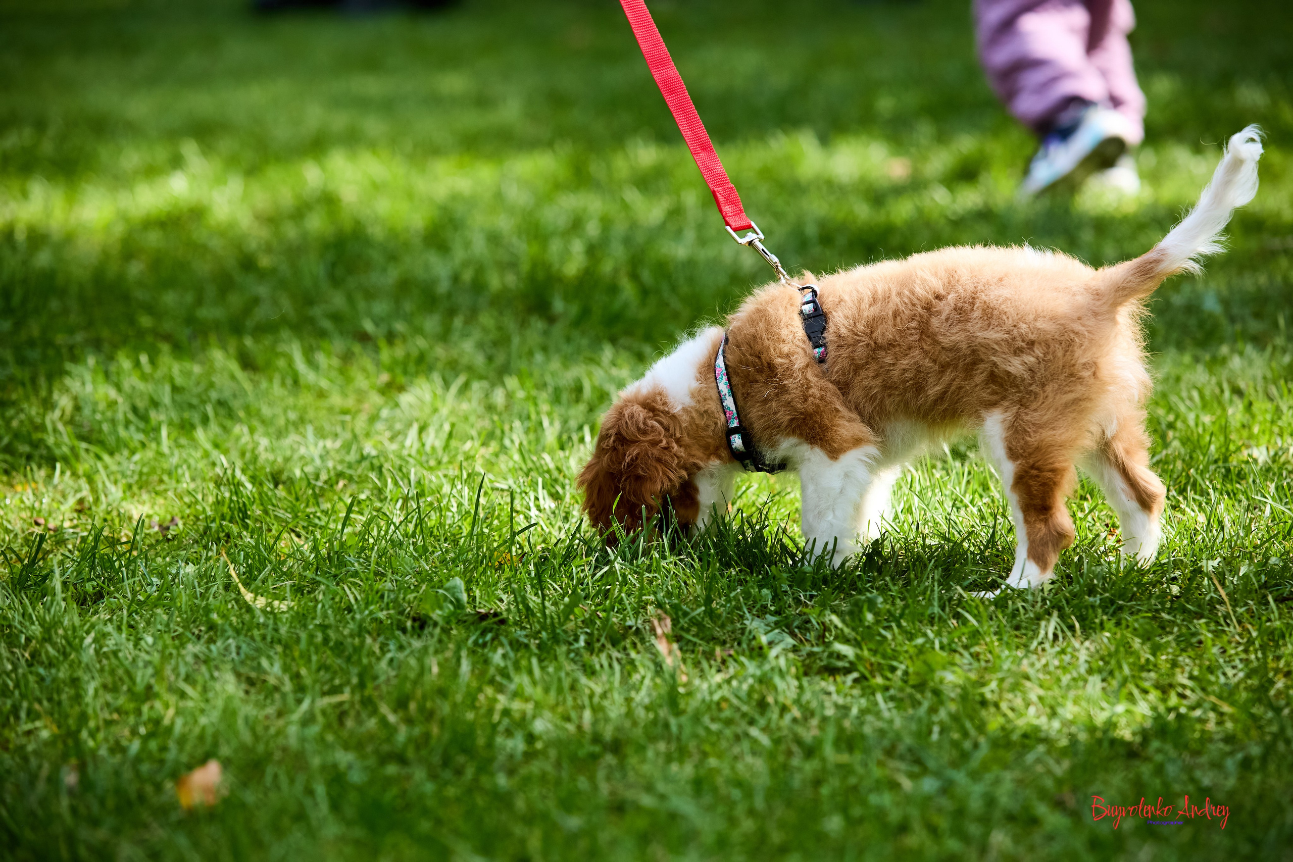 Фотопрогулка с кавалерами. Buyvolenko Andrey