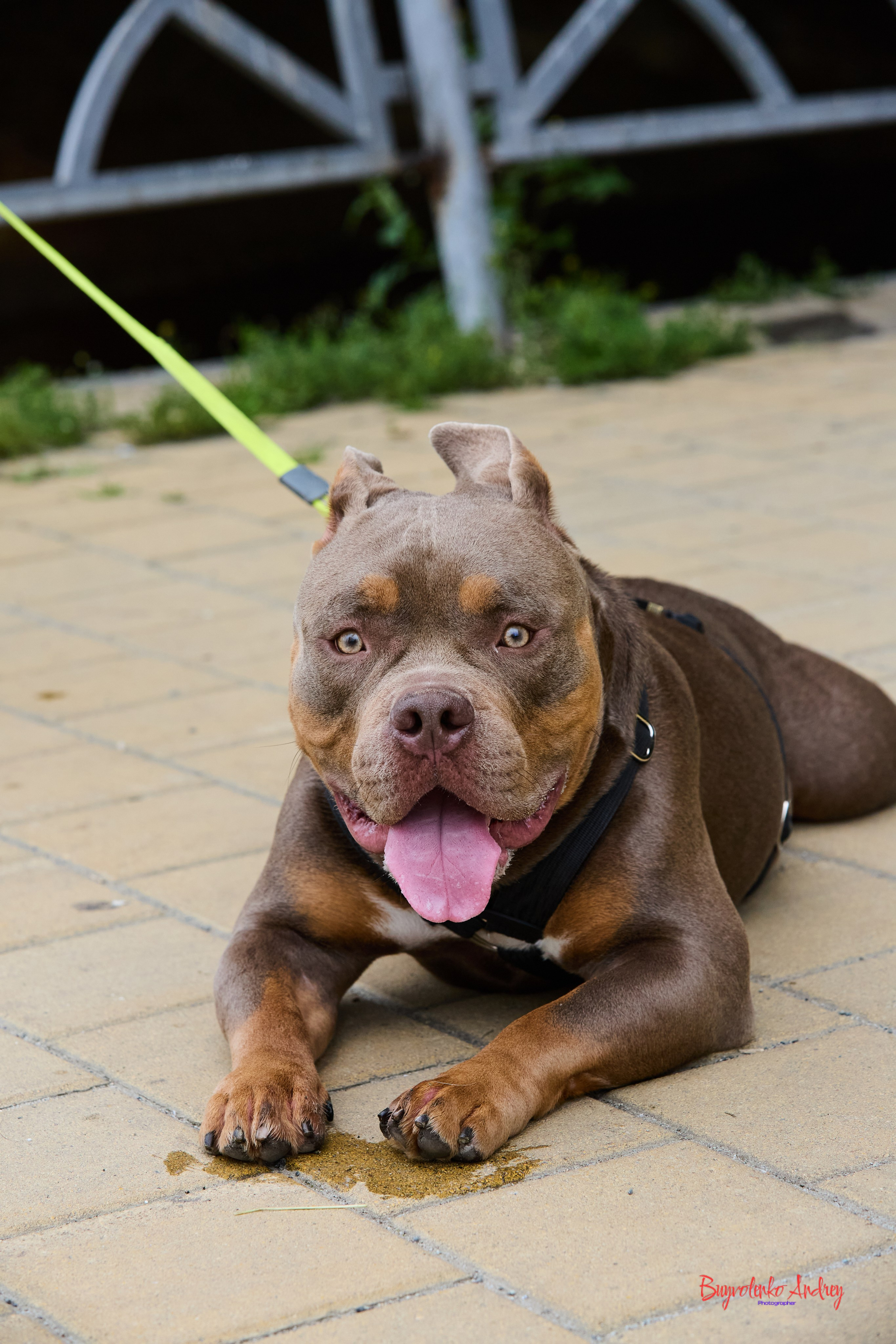 Проект фотопрогулка с хвостиком. Buyvolenko Andrey