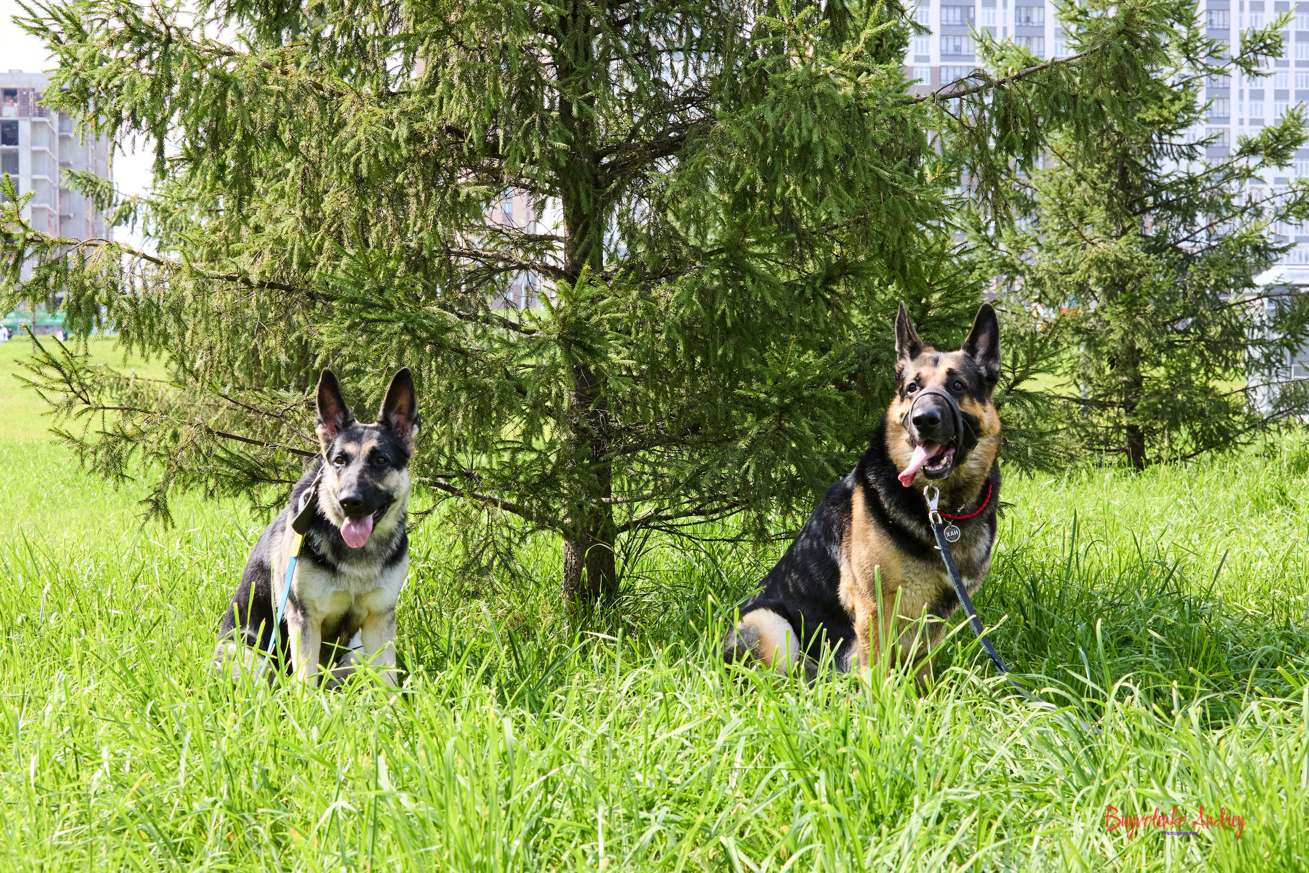 Проект фотопрогулка с хвостиком. Buyvolenko Andrey