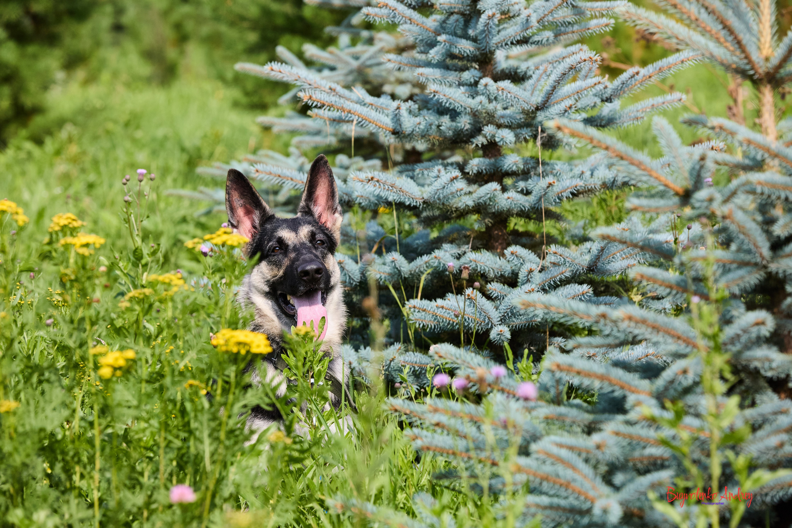 Проект фотопрогулка с хвостиком. Buyvolenko Andrey