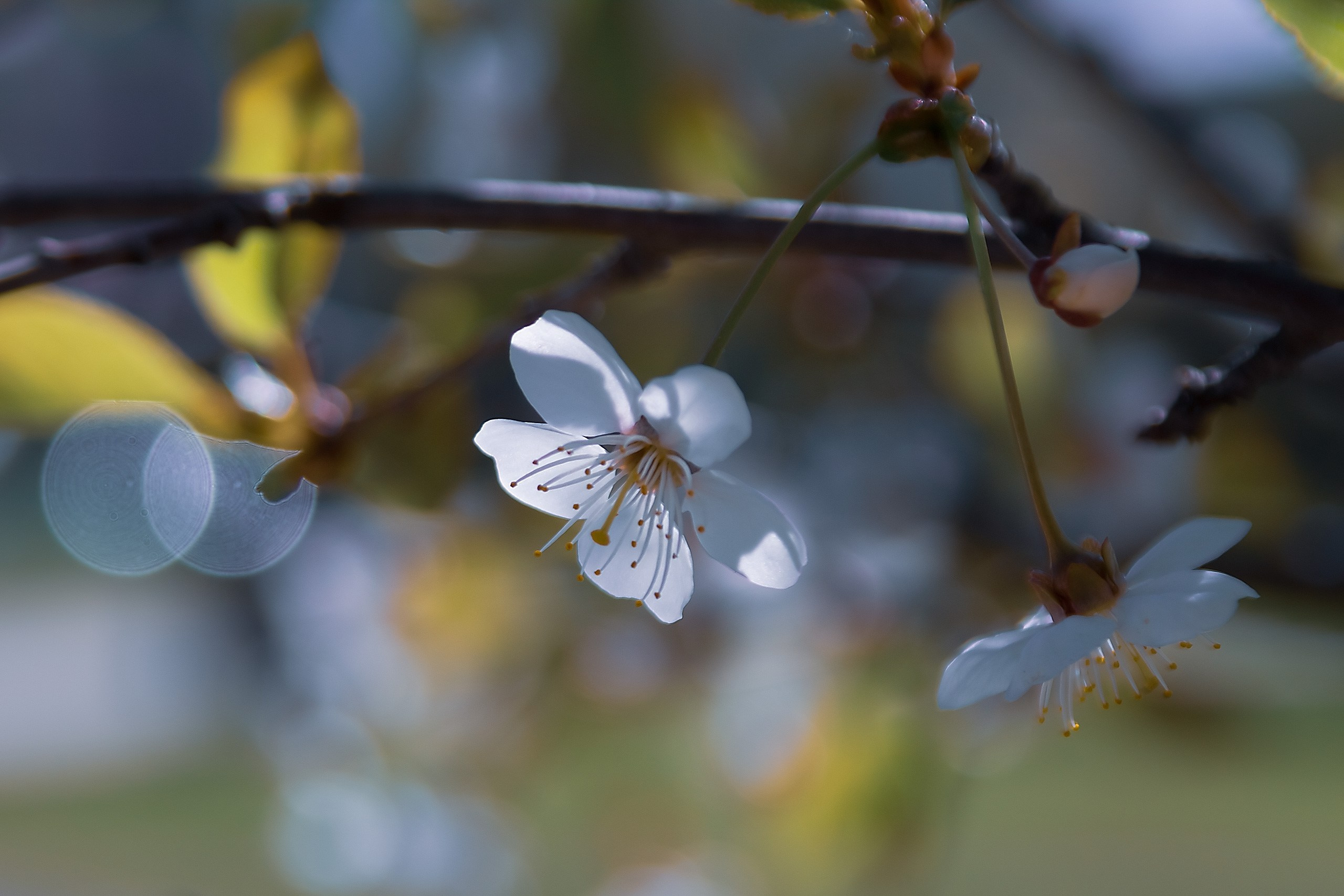 Наша жизнь — Игра. Аmat Victoria Сuram