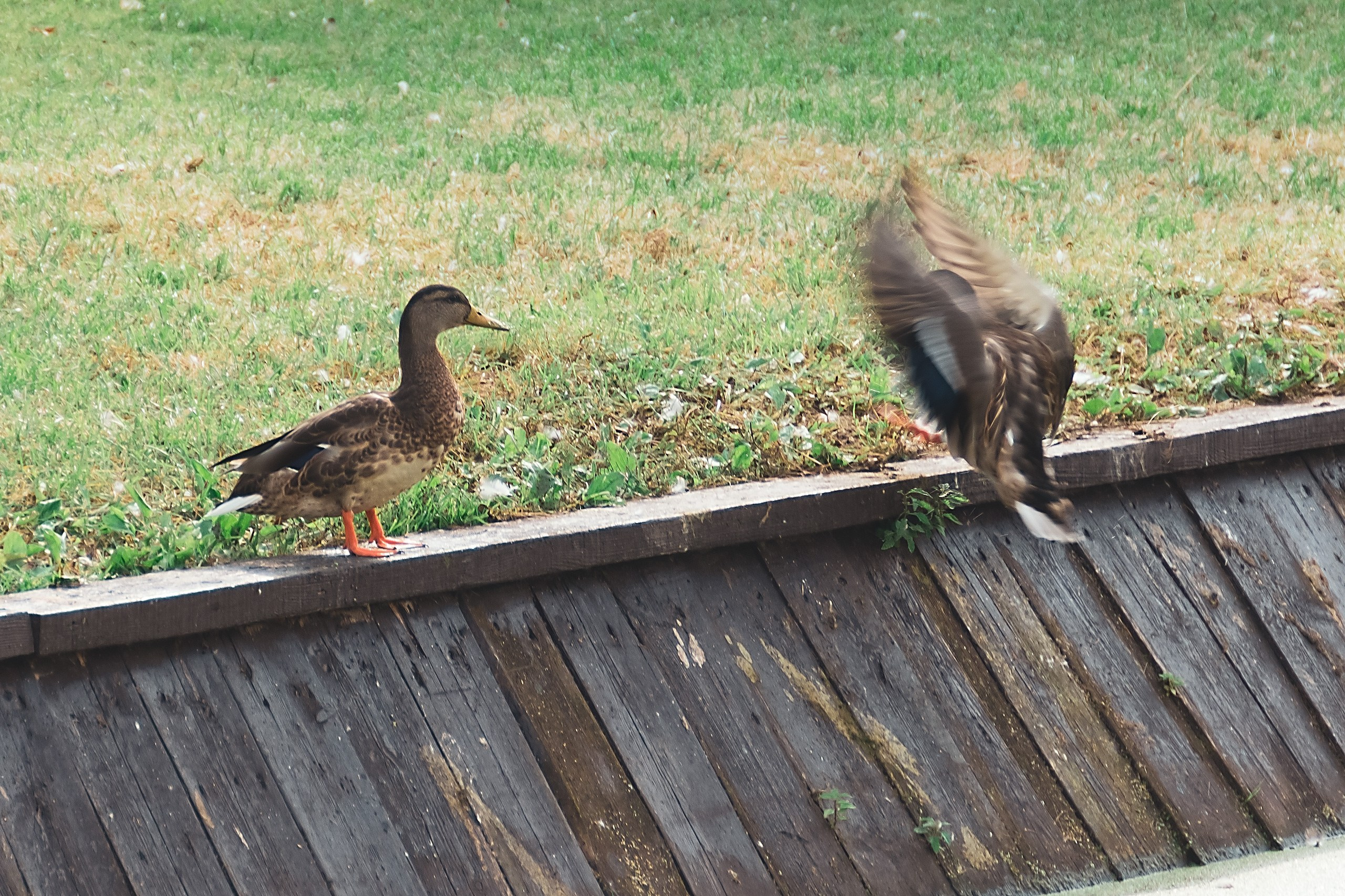 Мост от сердца к сердцу. Аmat Victoria Сuram