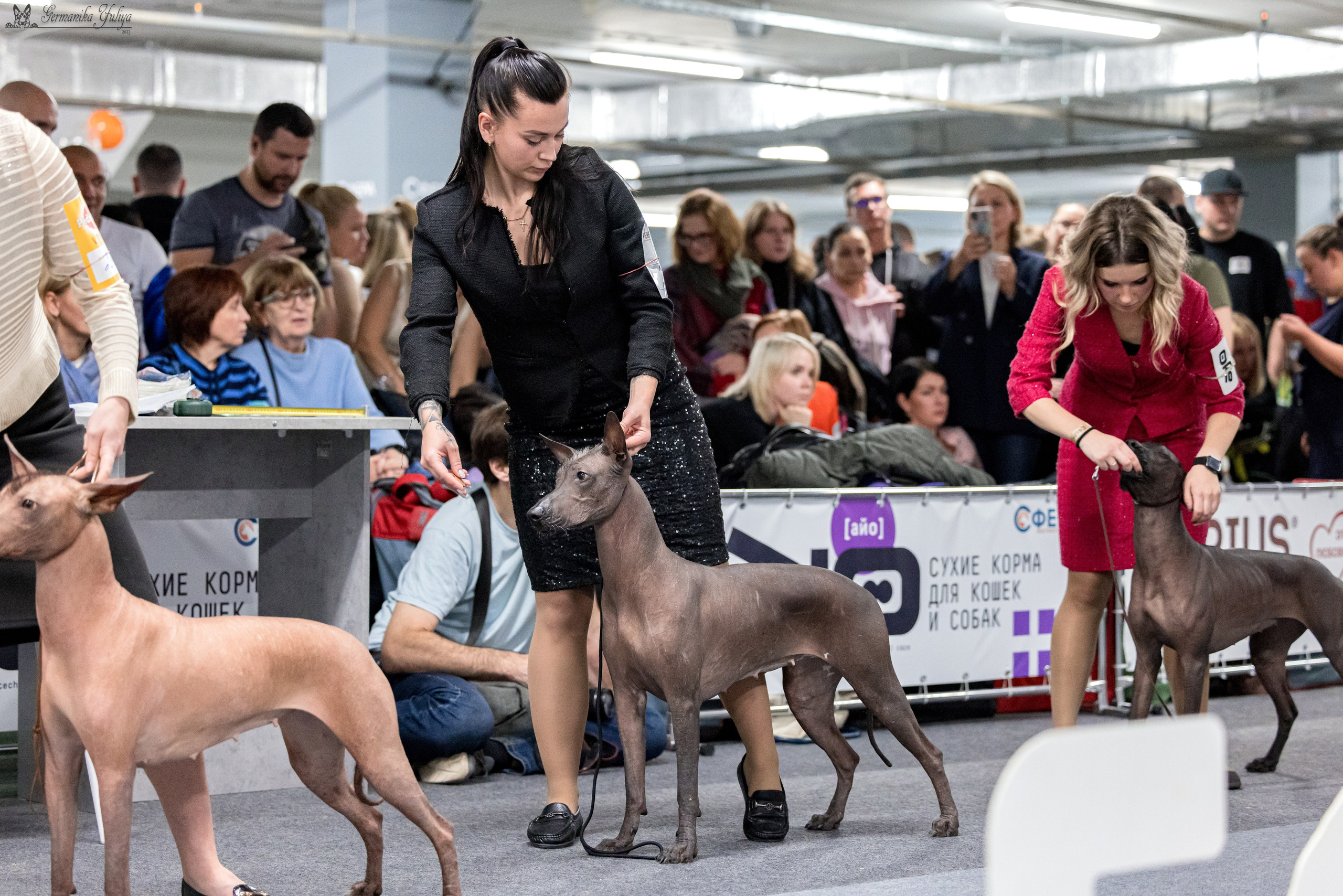 Сфера 29.10,Крокус 4.11,Сфера 12.11.2023. Фотограф-анималист Юлия Германика