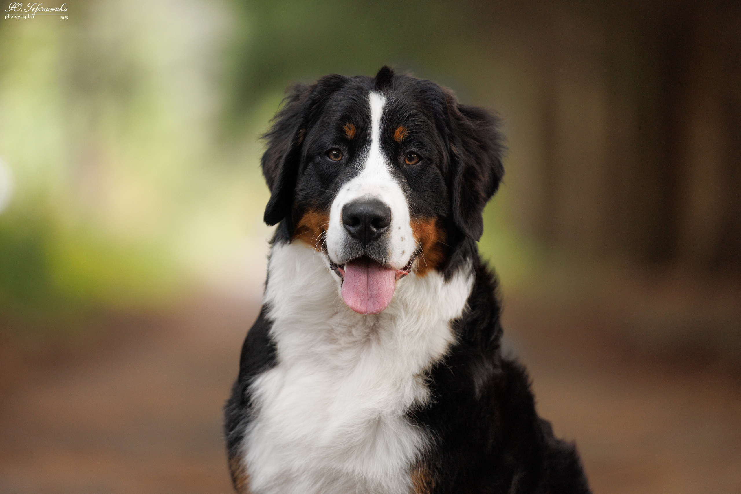 Тверь 10.08.2025. Фотограф-анималист Юлия Германика