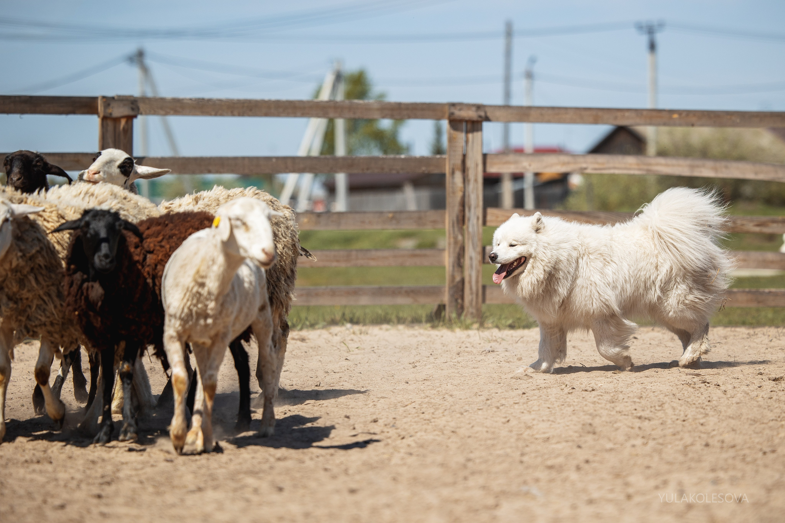 День самоедов 25.05.2024. YULA KOLESOVA | Фотограф — Анималист | Художник | Тюмень