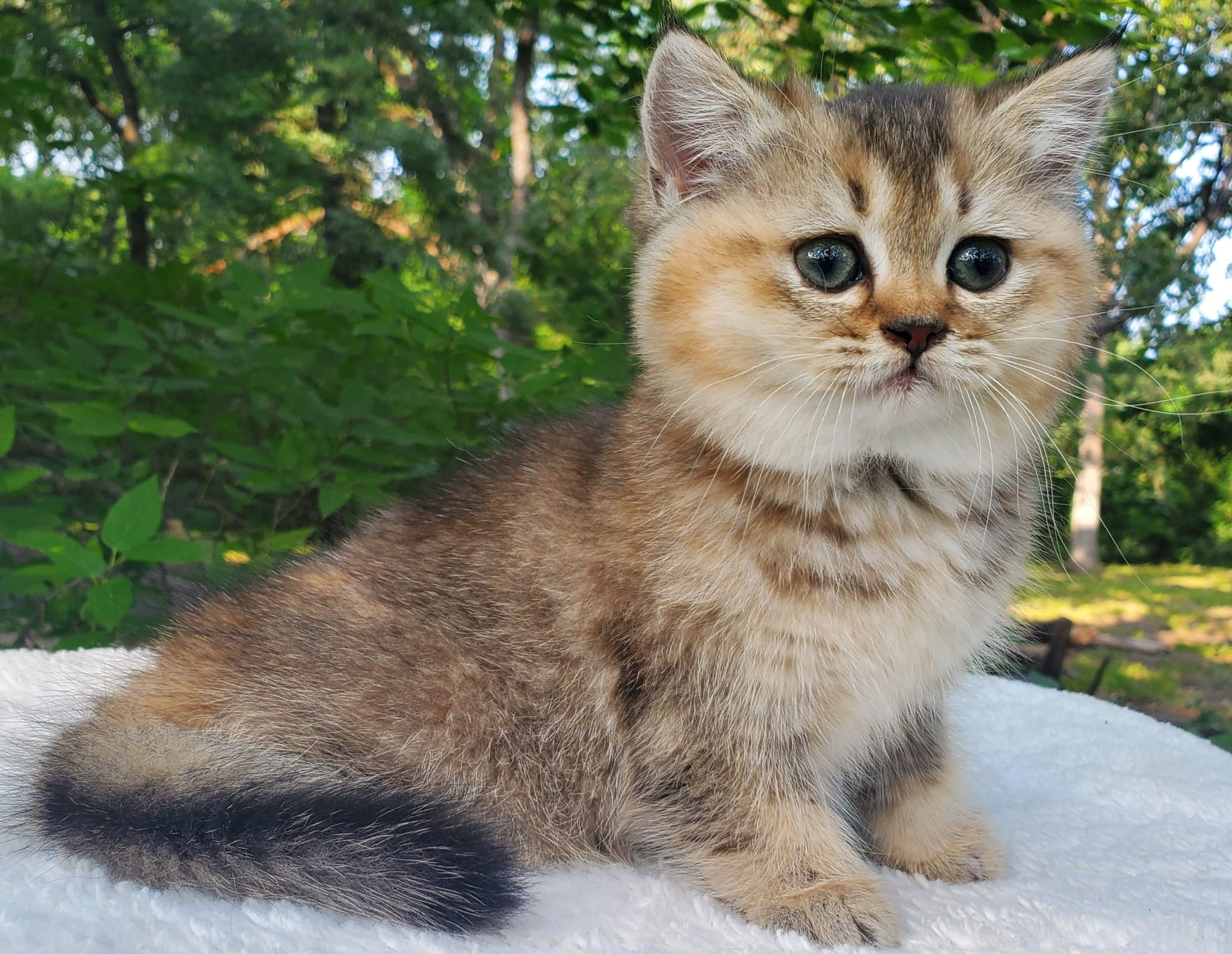 Tina, female, DB-04.07.25, sold. British shorhair Cats