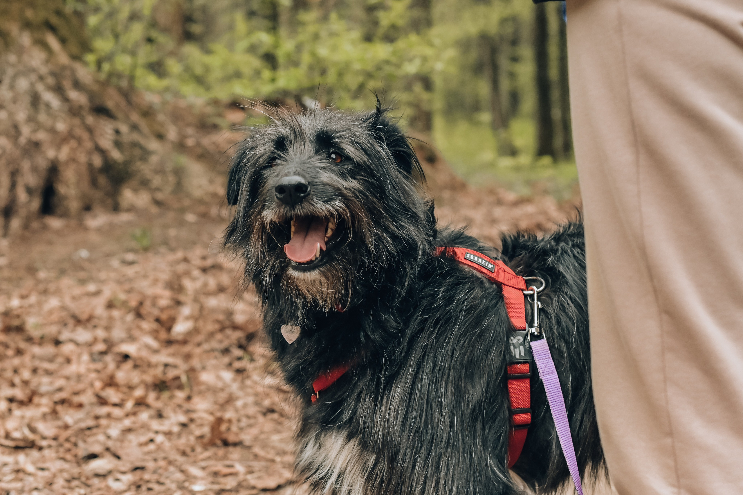 Занятие с кинологом. Семейный и репортажный фотограф в Москве Анастасия Трубкина