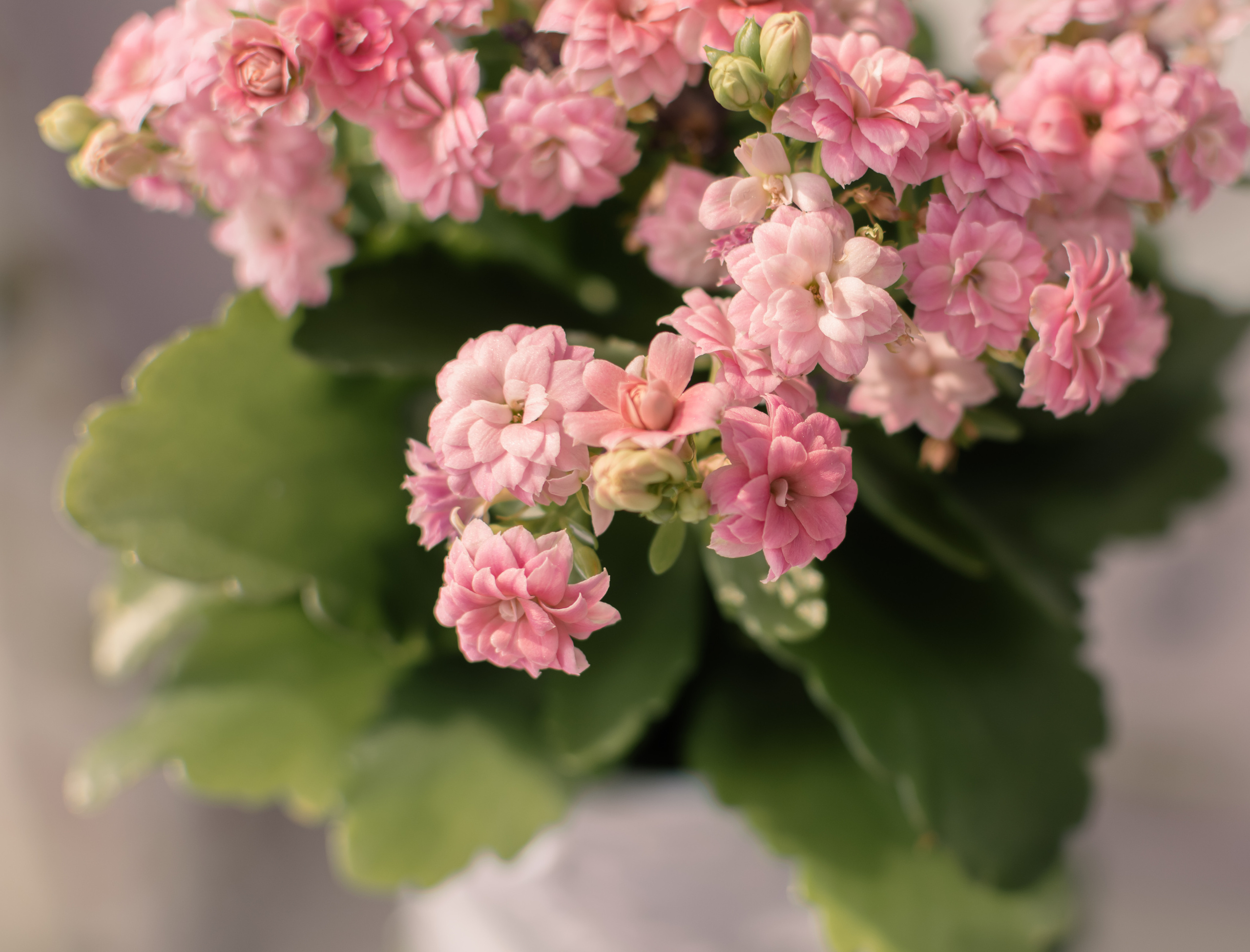 Атмосфера. Предметный и контентный фотограф в Москве и Зеленограде Анастасиевская