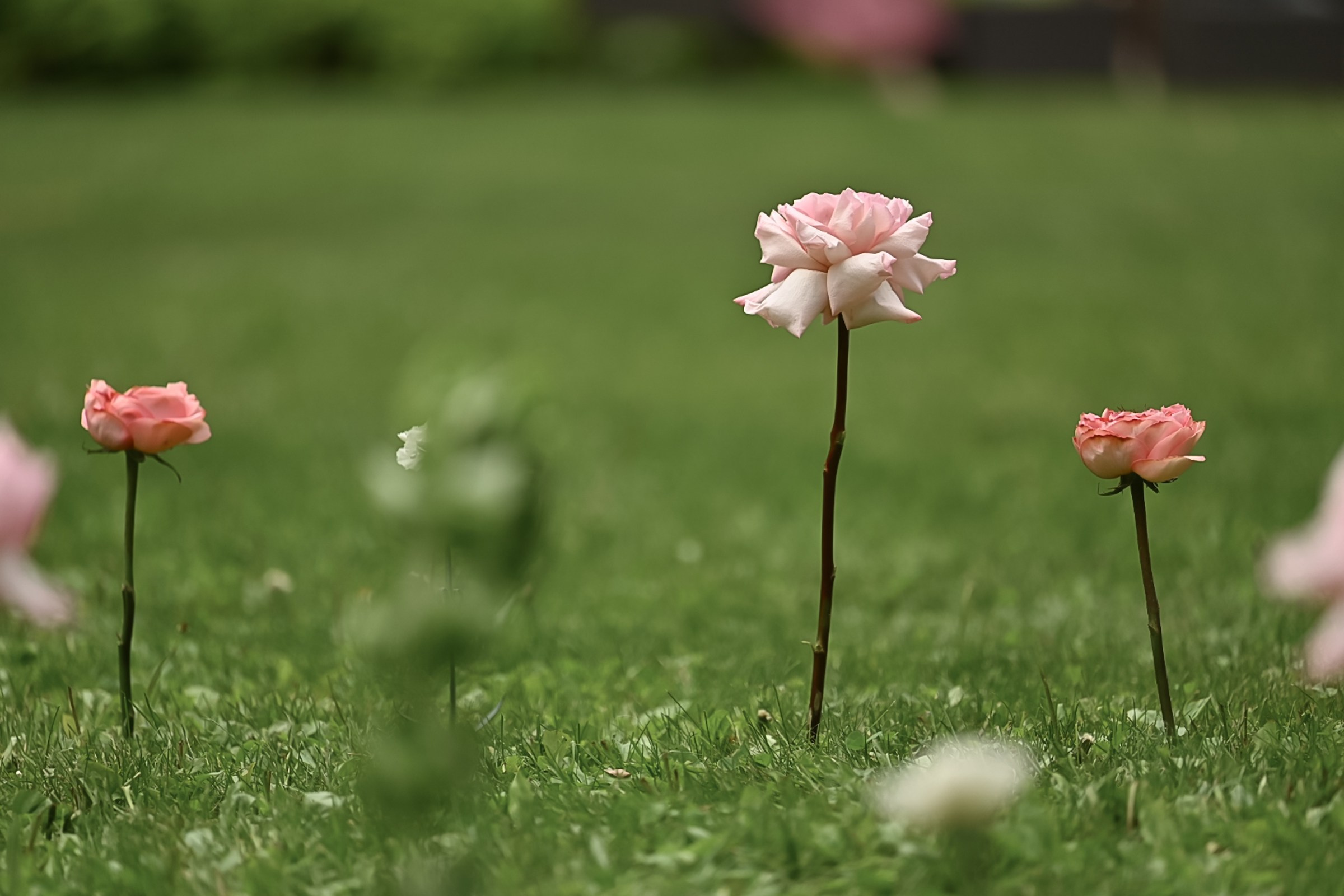 БОЛГАРСКИЙ ДОМ. Свадебный  фотограф Новосибирск