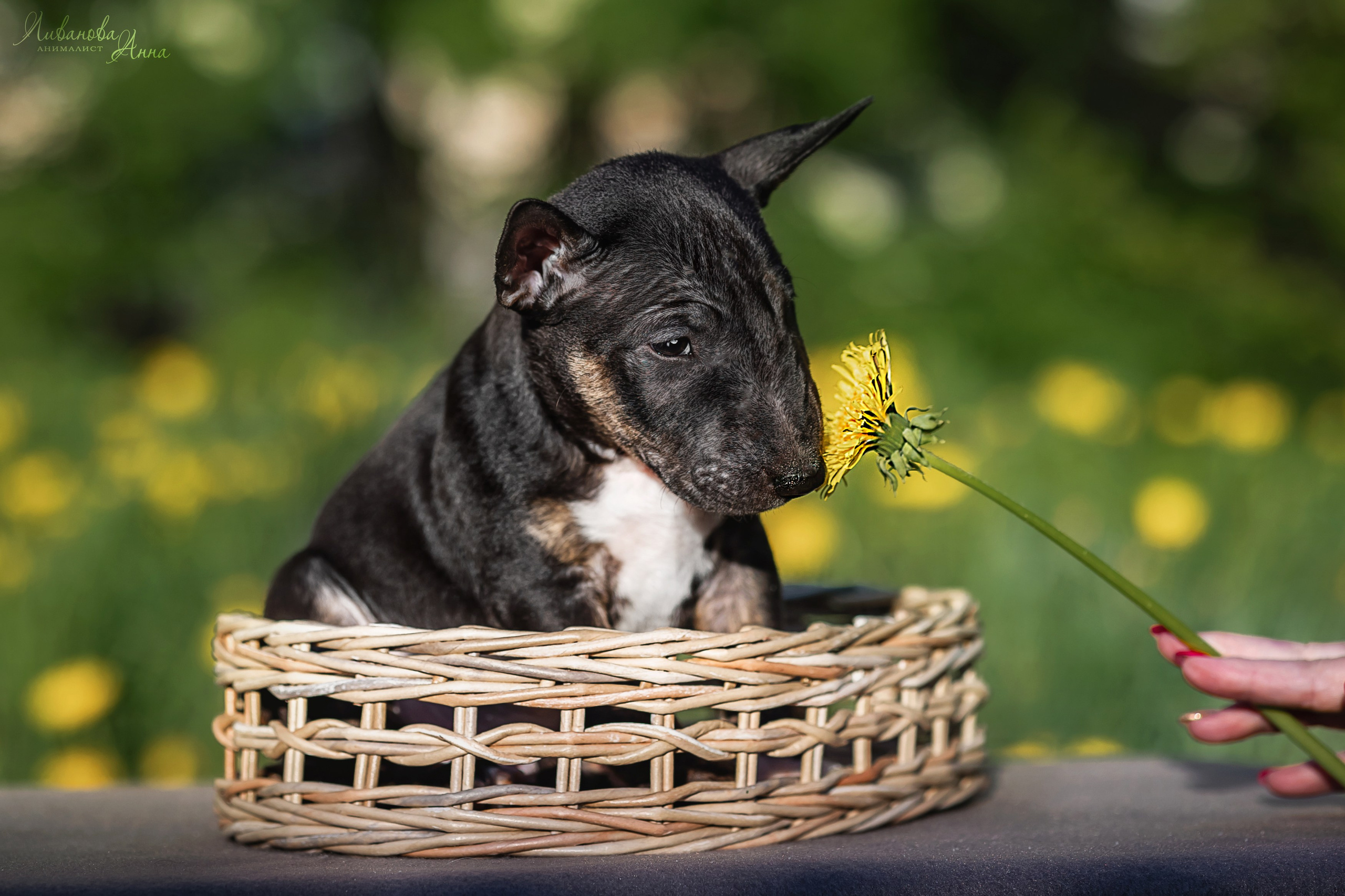 Минибультерьерчики. Фотограф анималист Аня Ливанова | Рыбинск