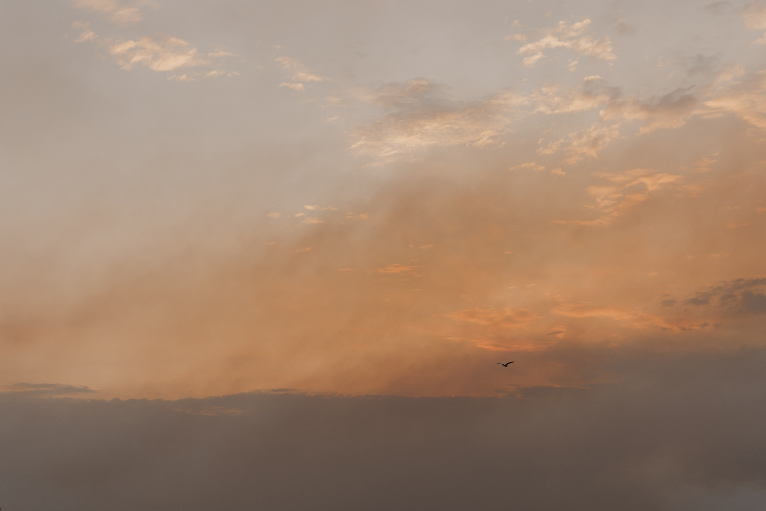 Alexander. Свадебный фотограф Решетников Дмитрий