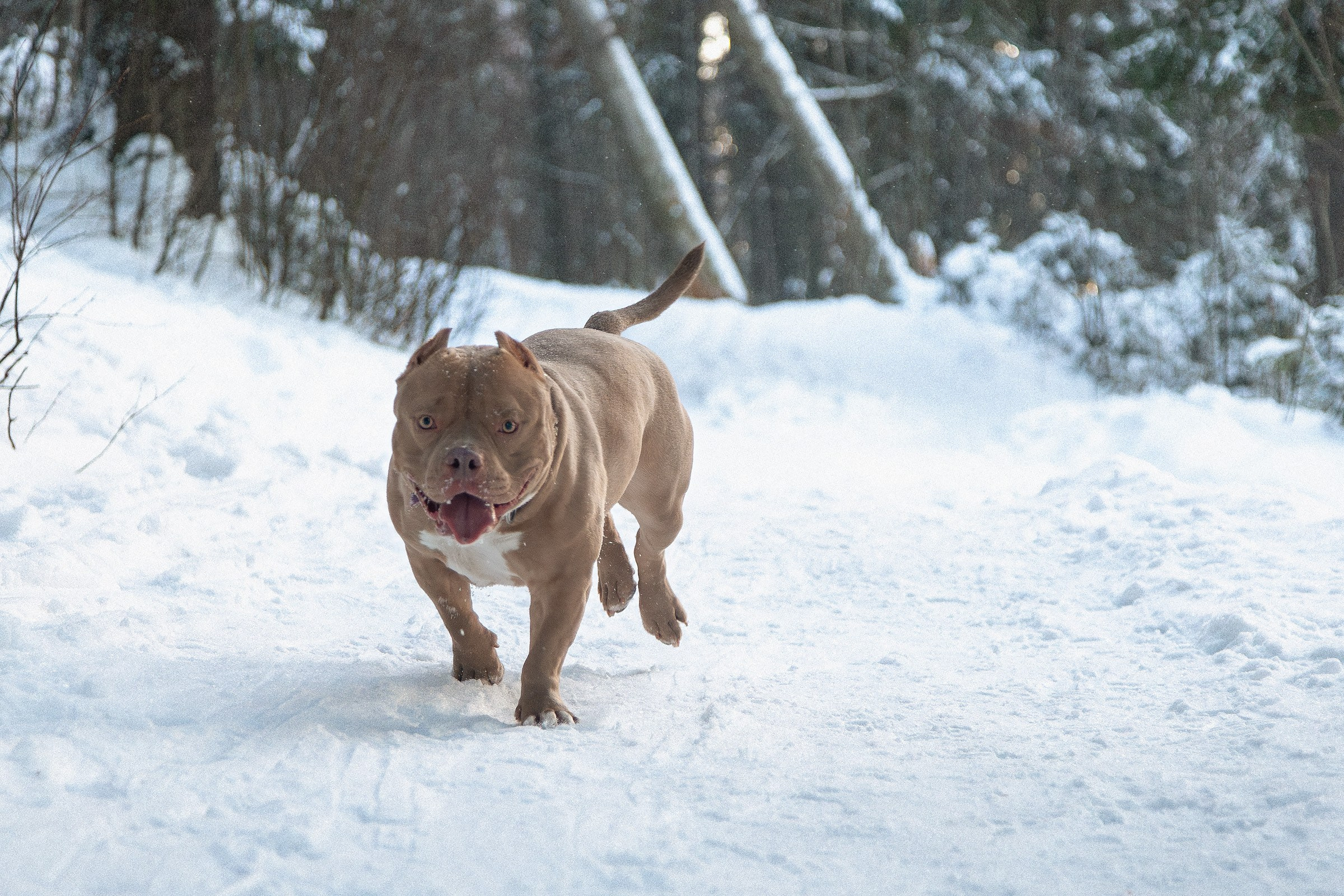 Американский булли Тесла. Htykk_photo