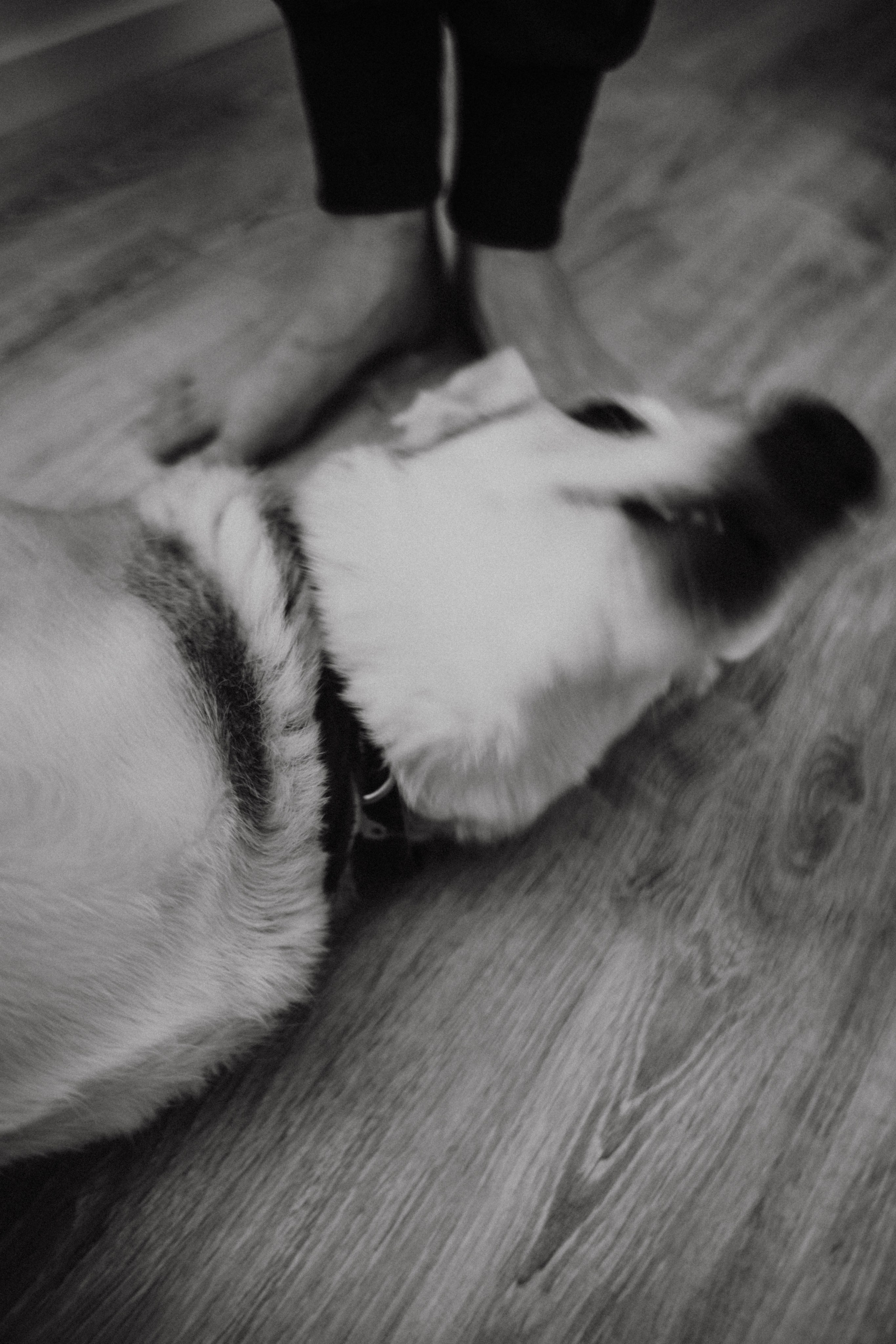 Миша. Матвей. Эмми. Фотограф в Нижнем Новгороде