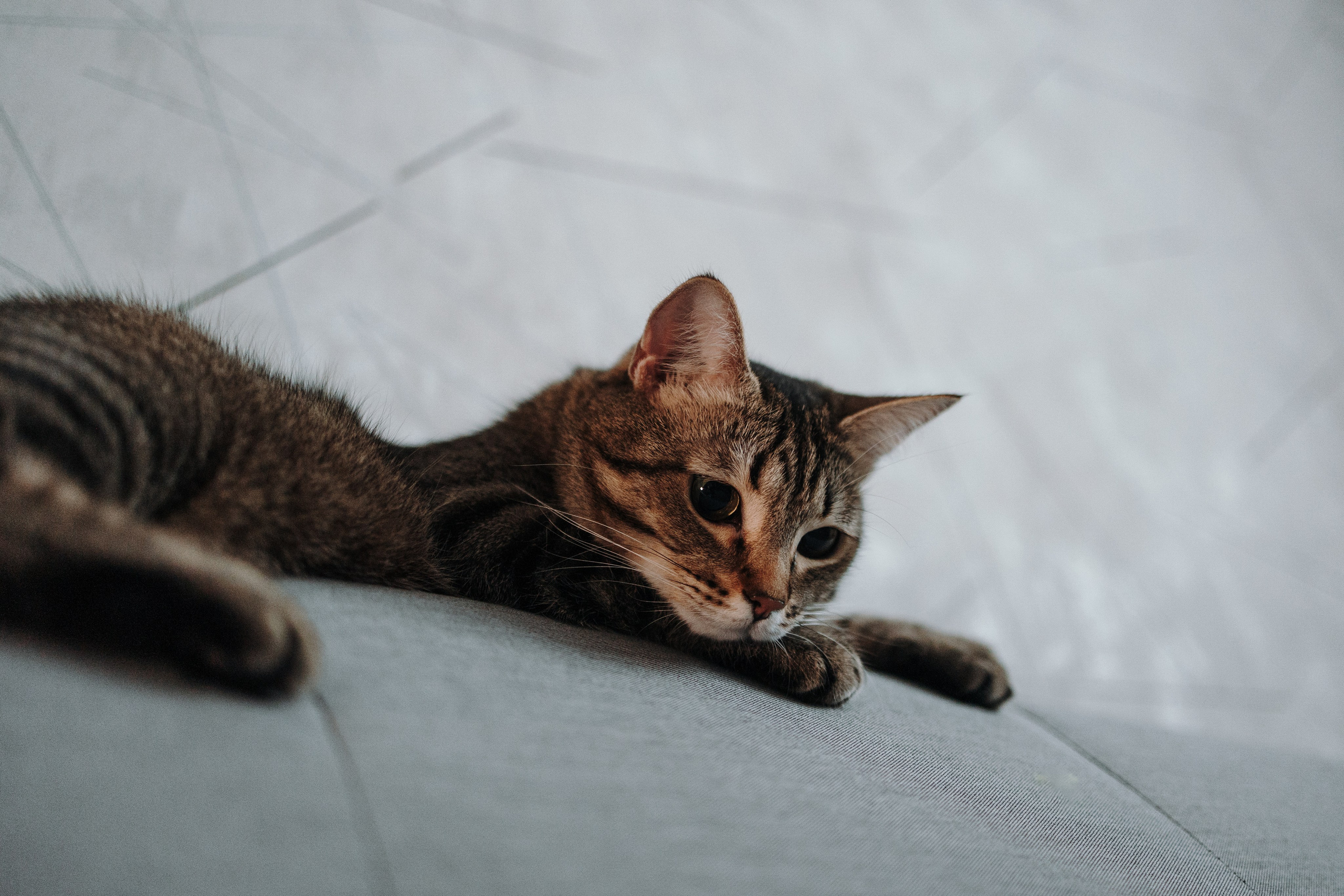 Мася и ее семья. Фотограф — Анималист | Санкт-Петербург