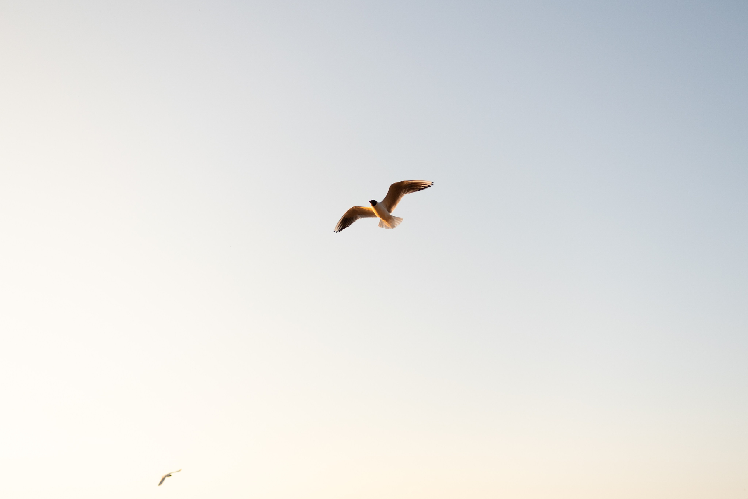 Диана и ее мальчики. Фотограф — Анималист | Санкт-Петербург