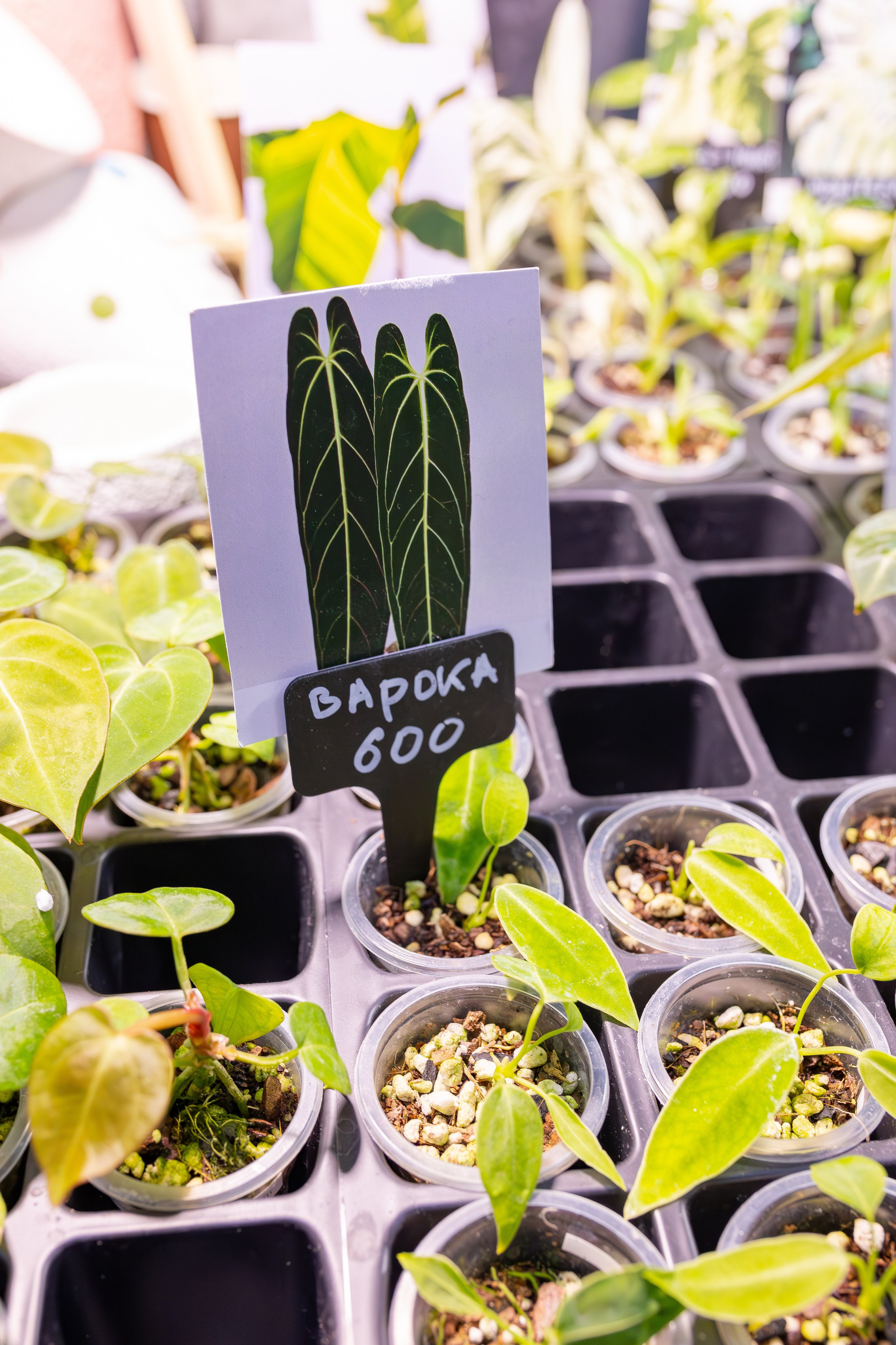 Монстериум апрель 2026. Александра Куликова фотограф, Москва