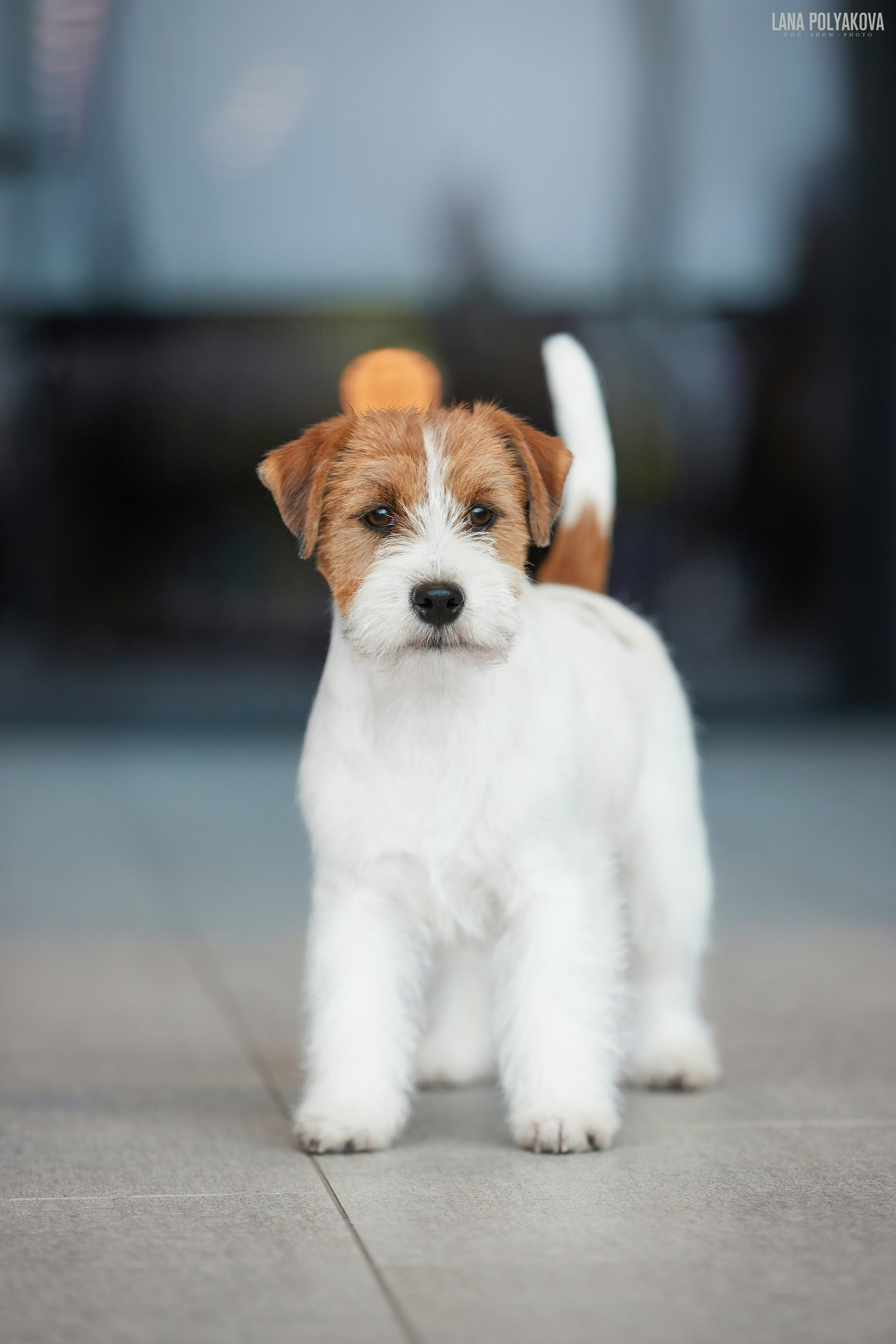 Джек-рассел терьер