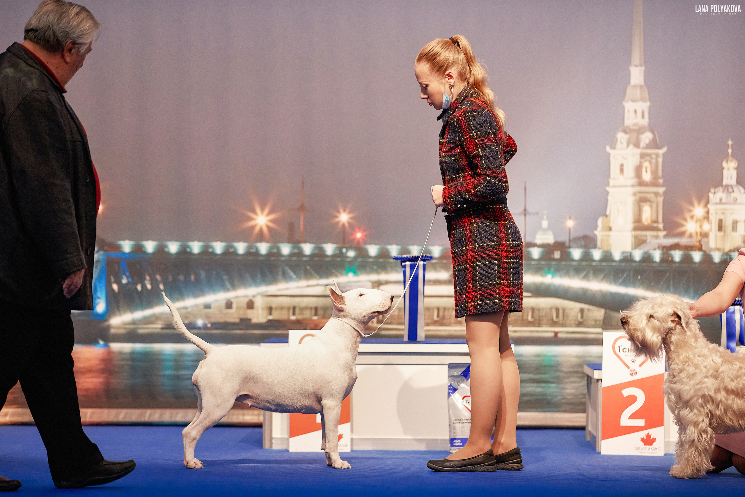 Бультерьер стандартный