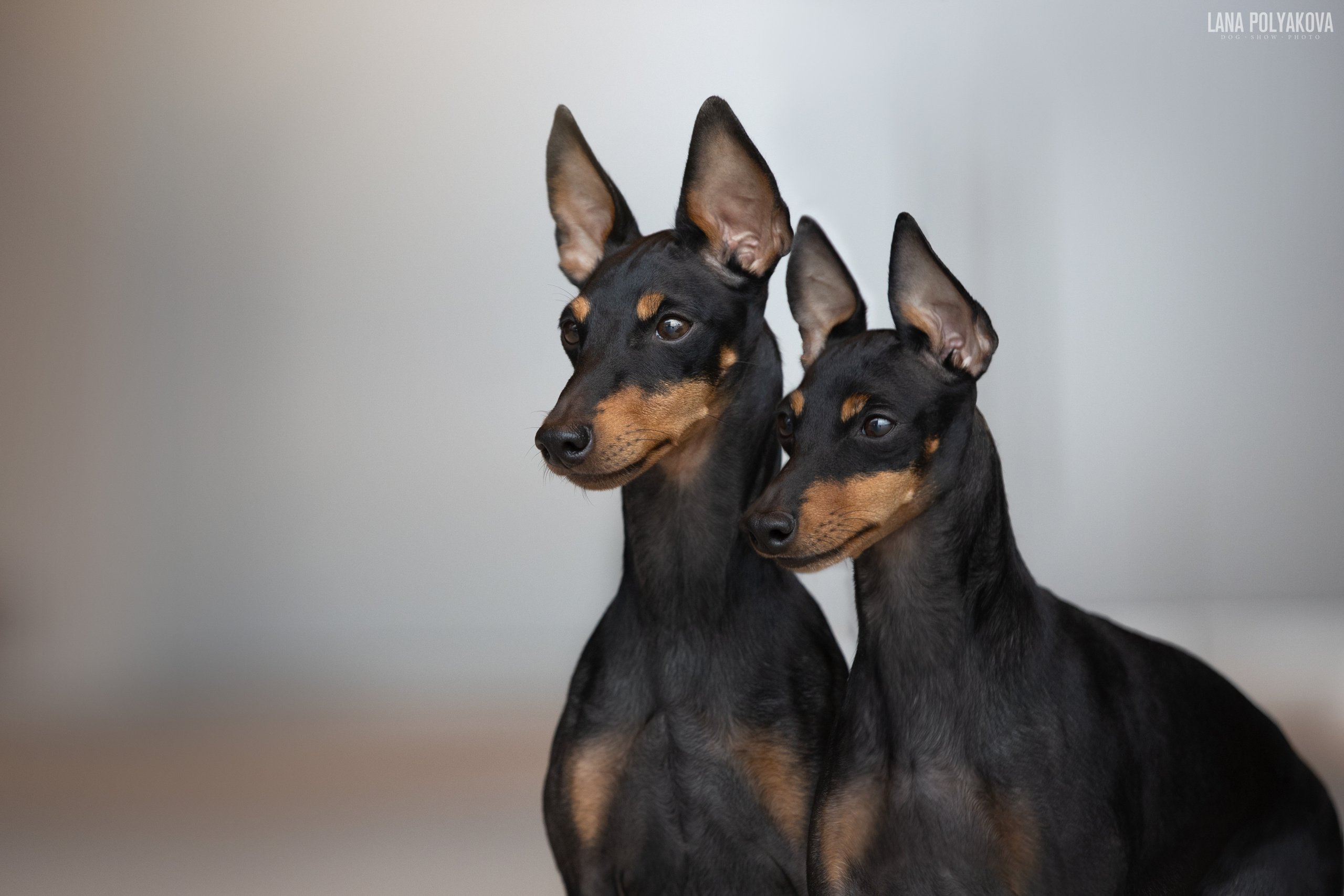 Английский той-терьер