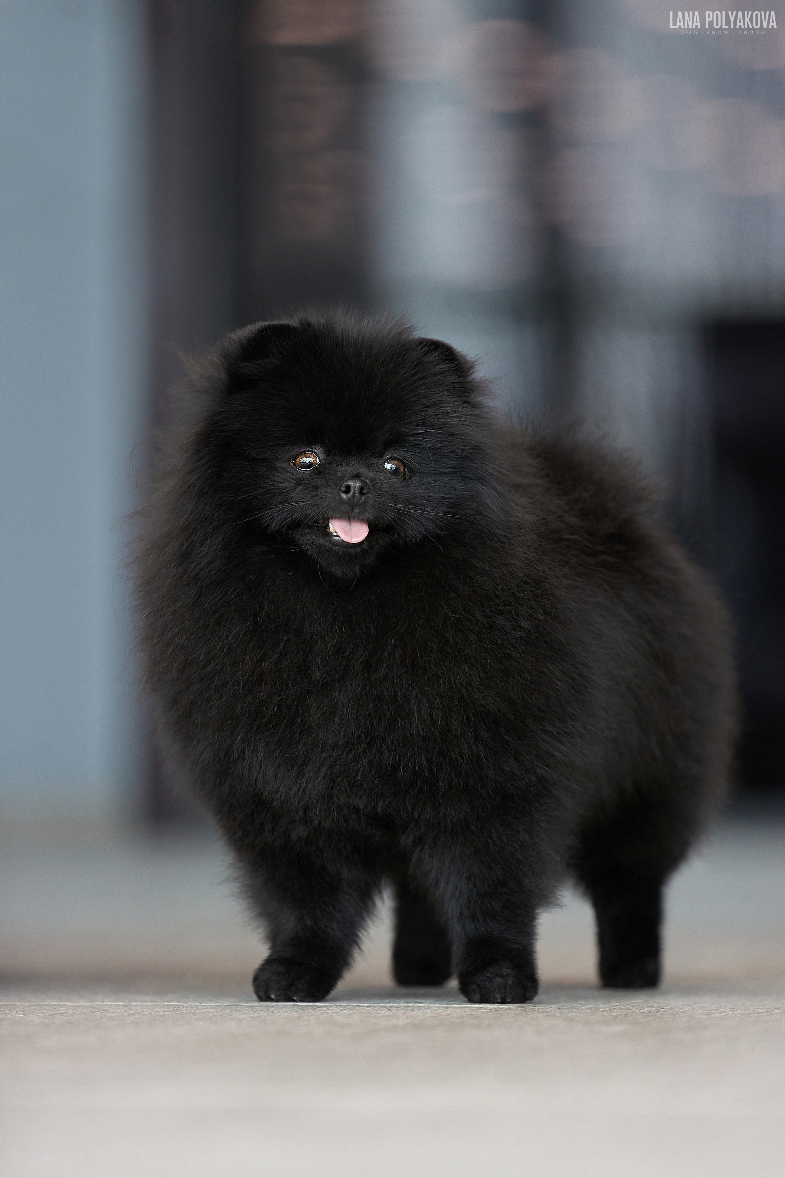 Шпиц померанский черного окраса