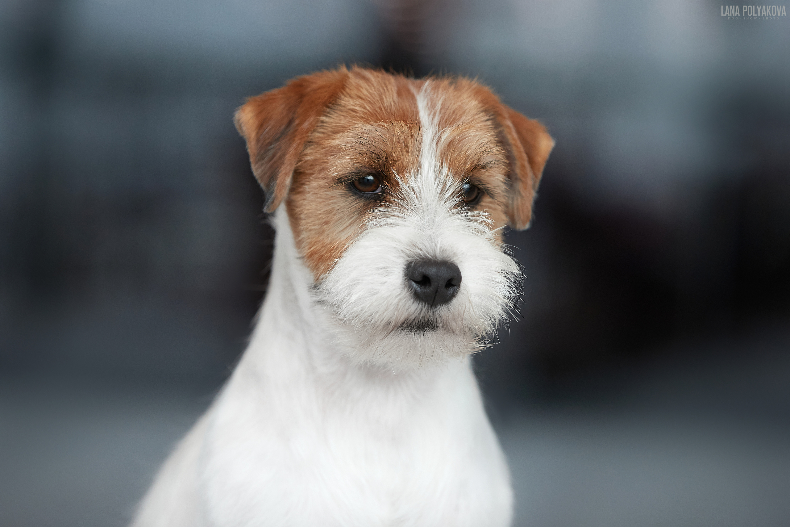 IDS «WHITE NIGHT 2021», ST.PETERSBURG. ФОТОГРАФ-АНИМАЛИСТ l LANA POLYAKOVA