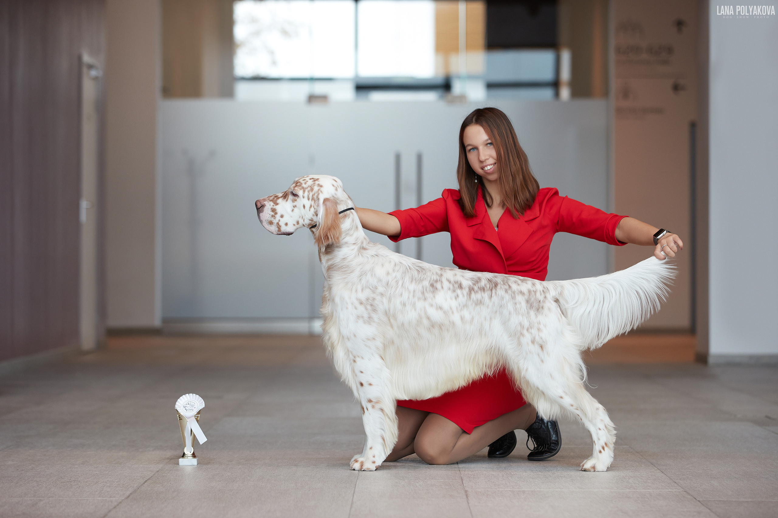 Английский сеттер