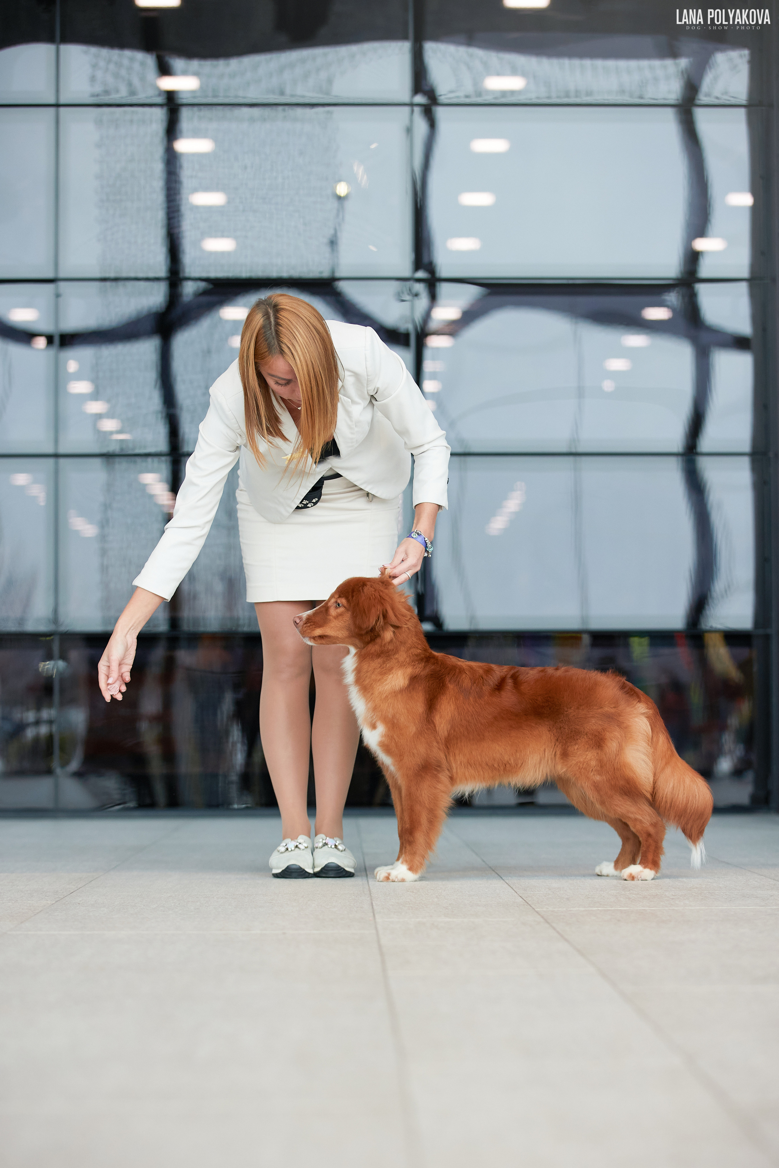 Толлер, новошотландский ретривер