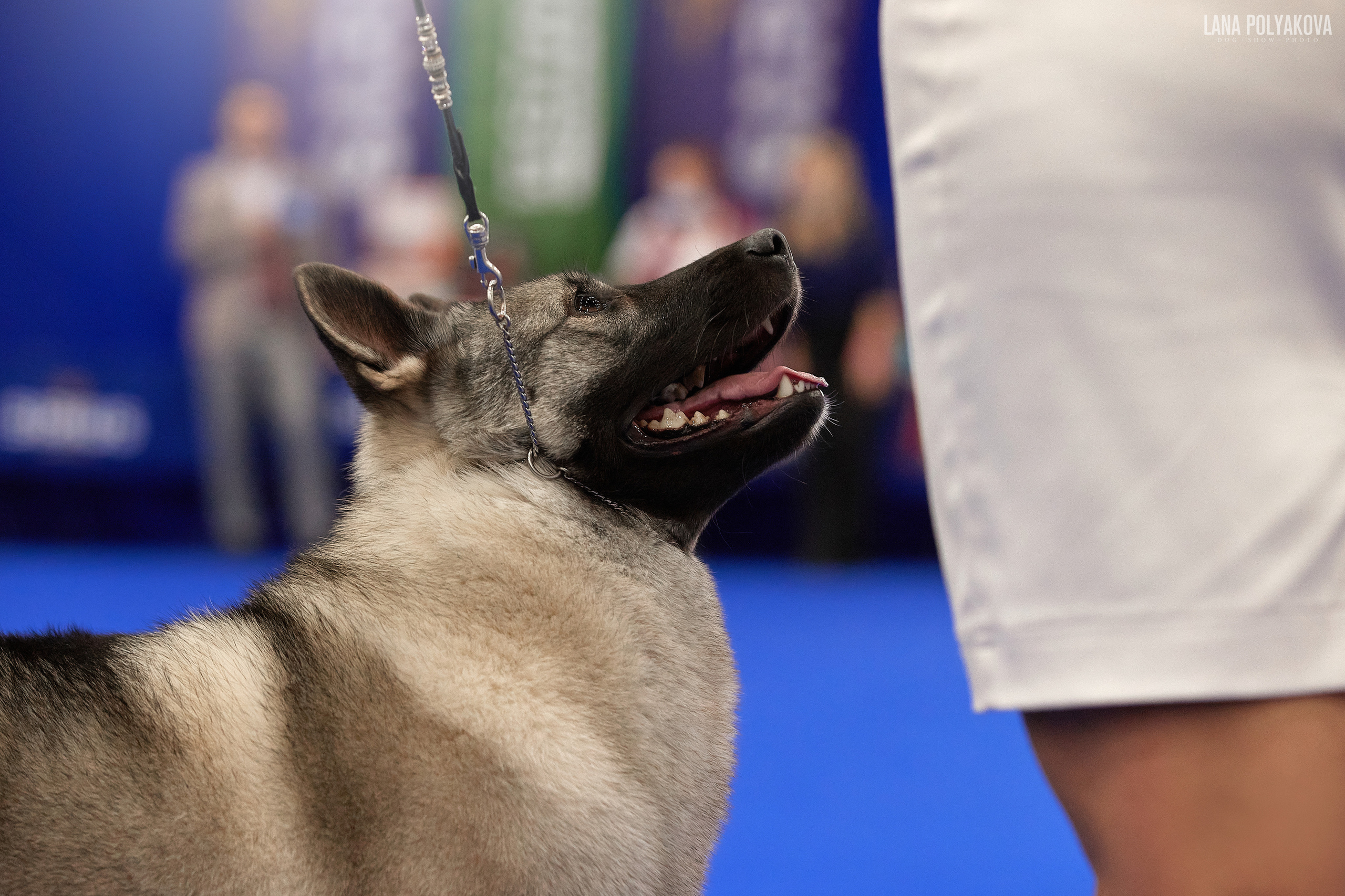 Норвежский эльхунд