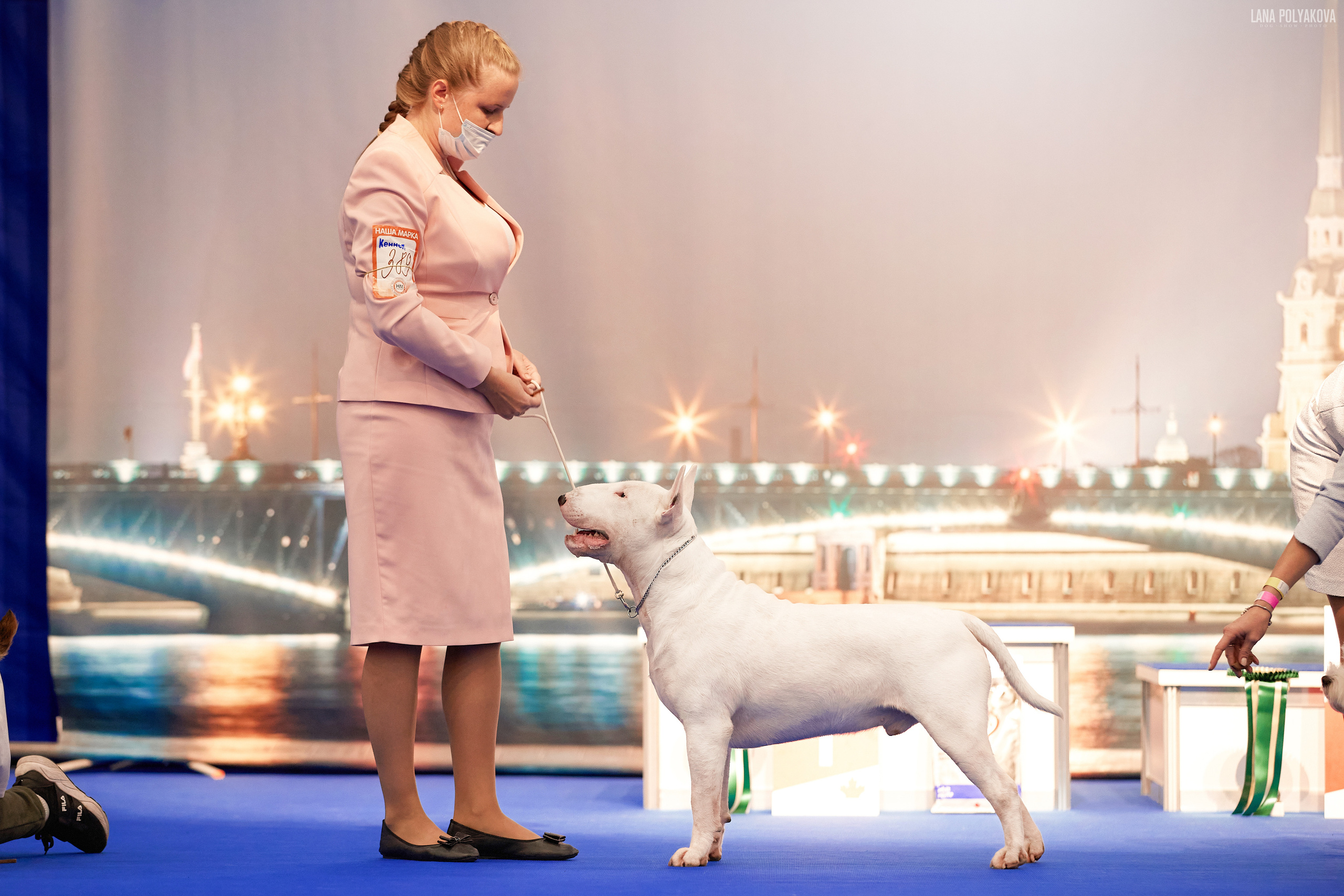 Бультерьер стандартный